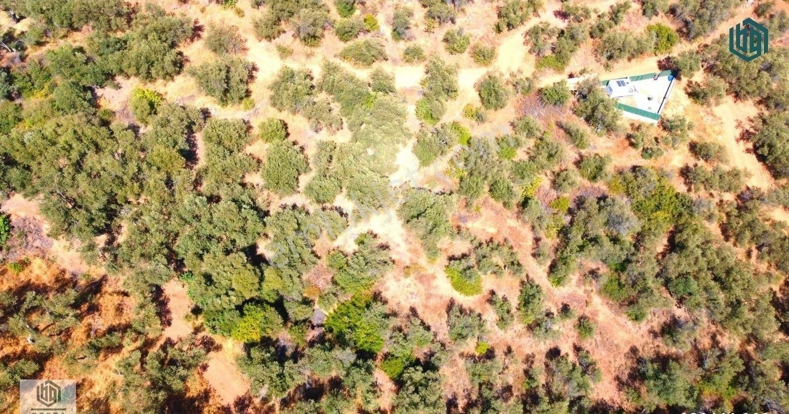 Acil Satılık Kozlu Köyünde Sahile 250mt 1172m2 Satılık Zeytinlik - Görsel 12