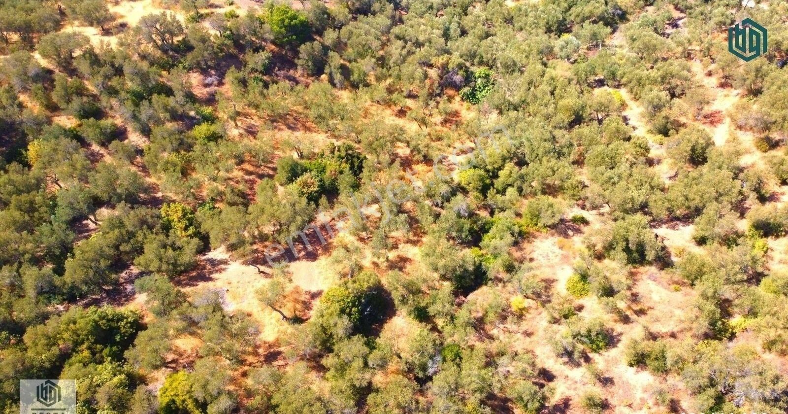 Acil Satılık Kozlu Köyünde Sahile 250mt 1172m2 Satılık Zeytinlik - Görsel 11