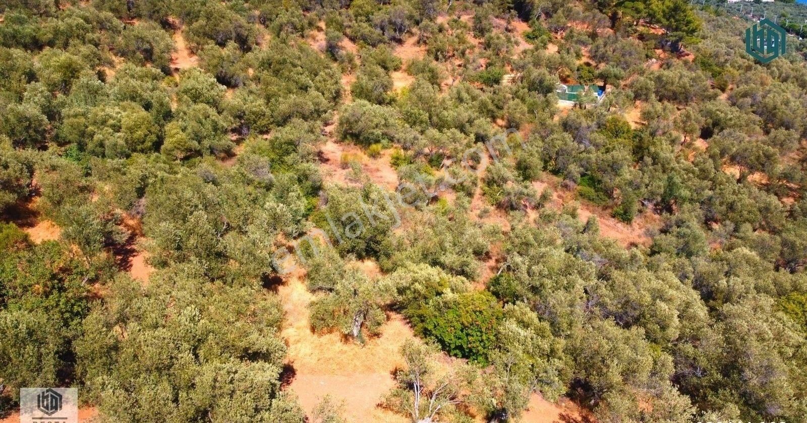 Acil Satılık Kozlu Köyünde Sahile 250mt 1172m2 Satılık Zeytinlik - Görsel 2