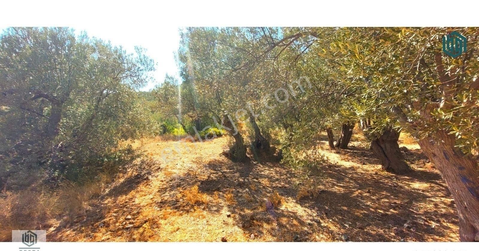 Acil Satılık Kozlu Köyünde Sahile 250mt 1172m2 Satılık Zeytinlik - Görsel 8