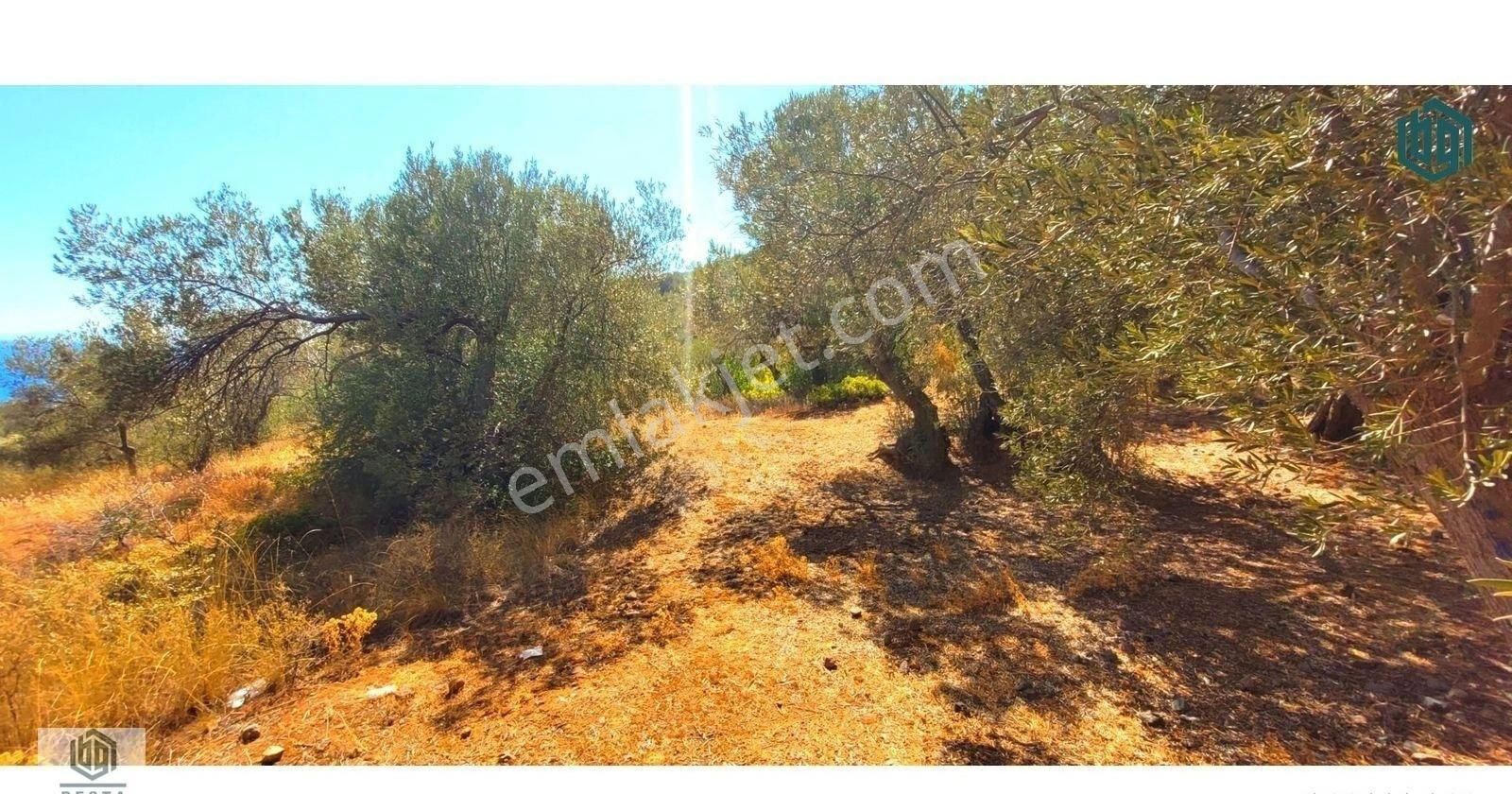 Acil Satılık Kozlu Köyünde Sahile 250mt 1172m2 Satılık Zeytinlik - Görsel 19