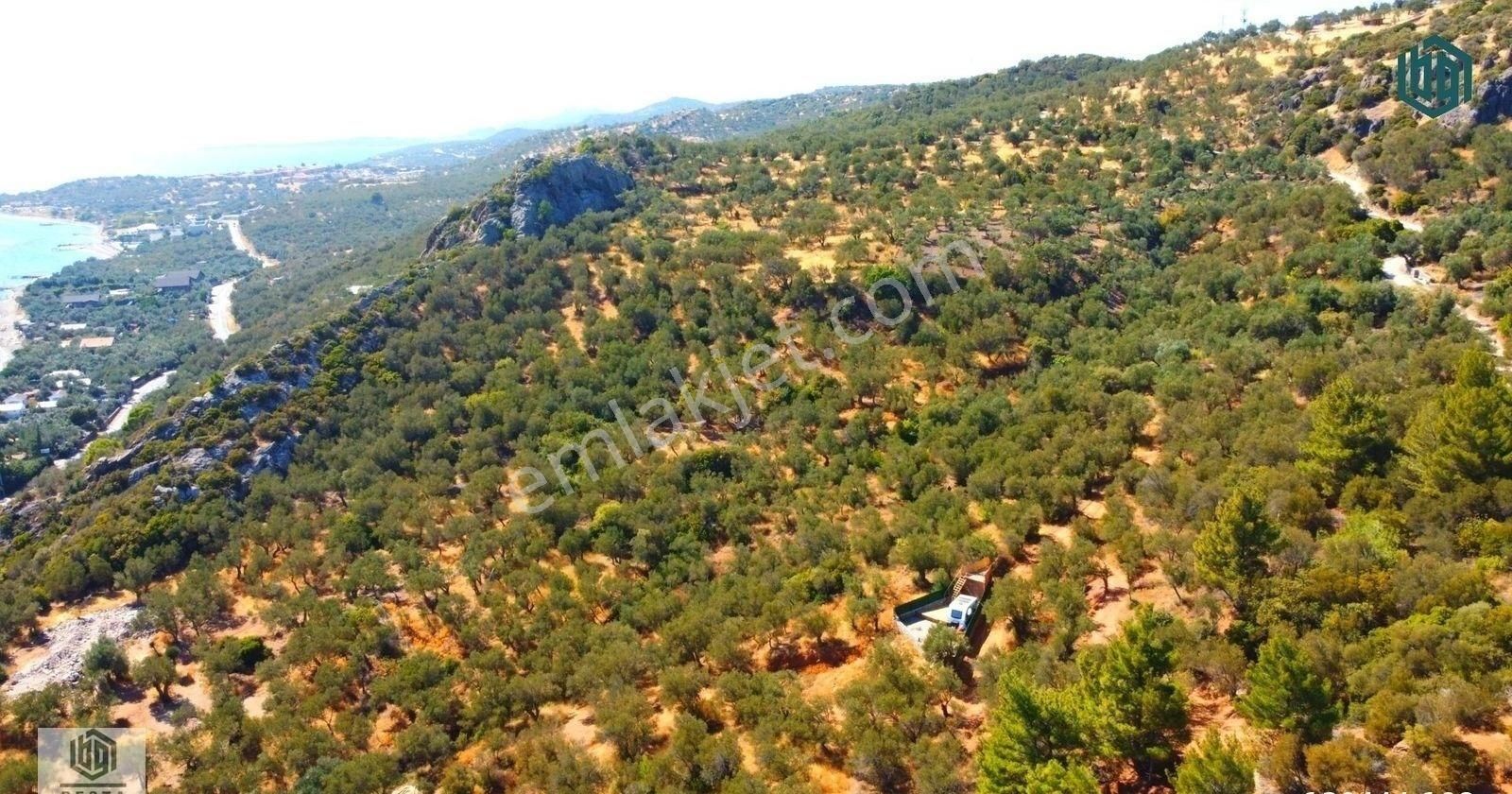 Acil Satılık Kozlu Köyünde Sahile 250mt 1172m2 Satılık Zeytinlik - Görsel 23