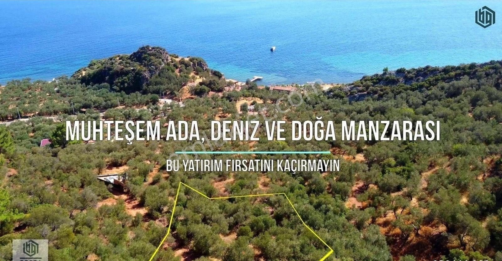 Acil Satılık Kozlu Köyünde Sahile 250mt 1172m2 Satılık Zeytinlik - Görsel 6