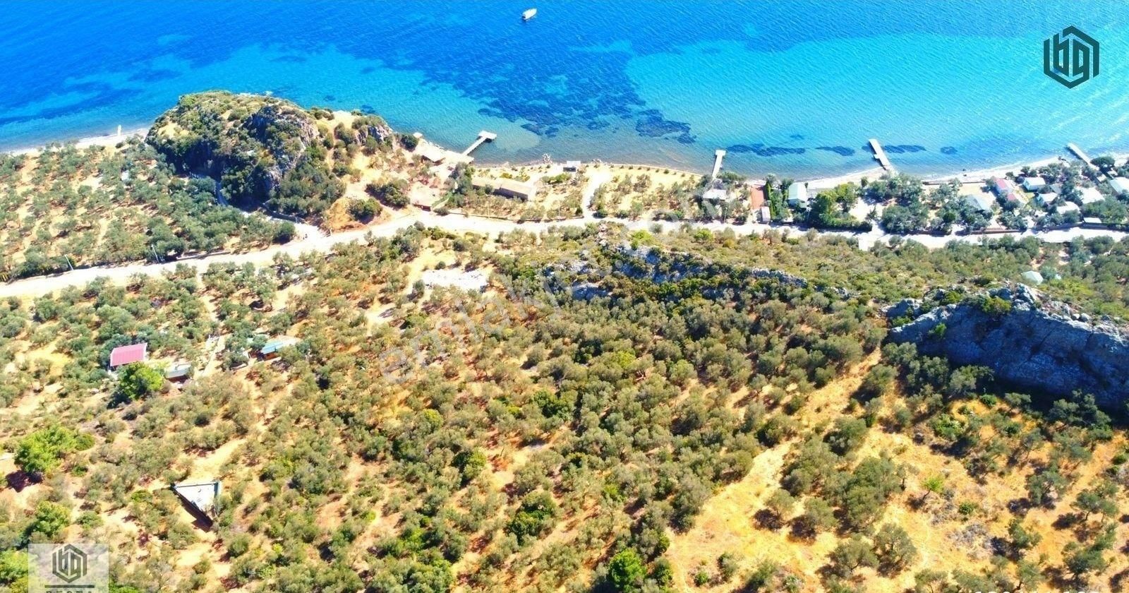 Acil Satılık Kozlu Köyünde Sahile 250mt 1172m2 Satılık Zeytinlik - Görsel 5