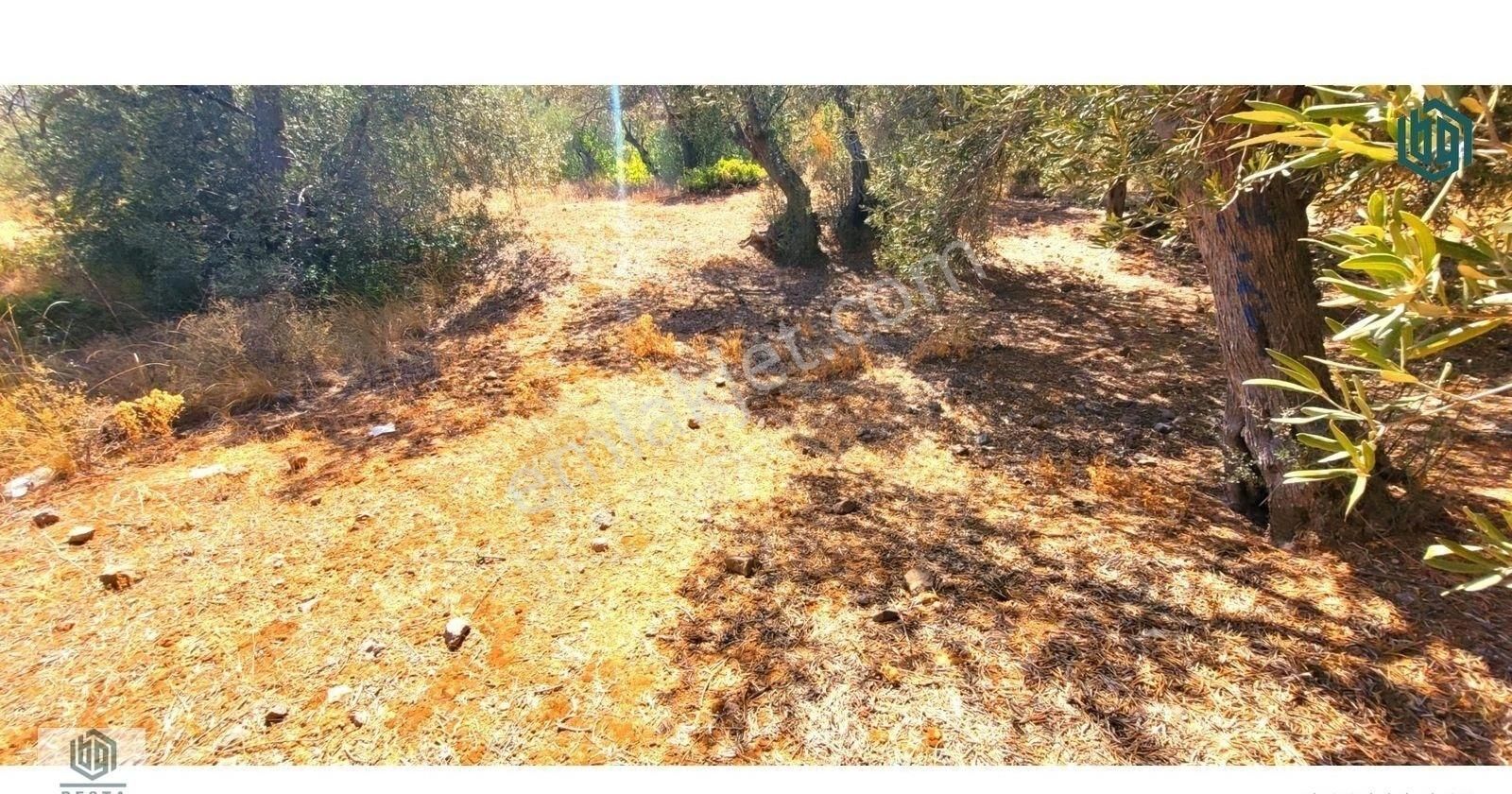 Acil Satılık Kozlu Köyünde Sahile 250mt 1172m2 Satılık Zeytinlik - Görsel 9