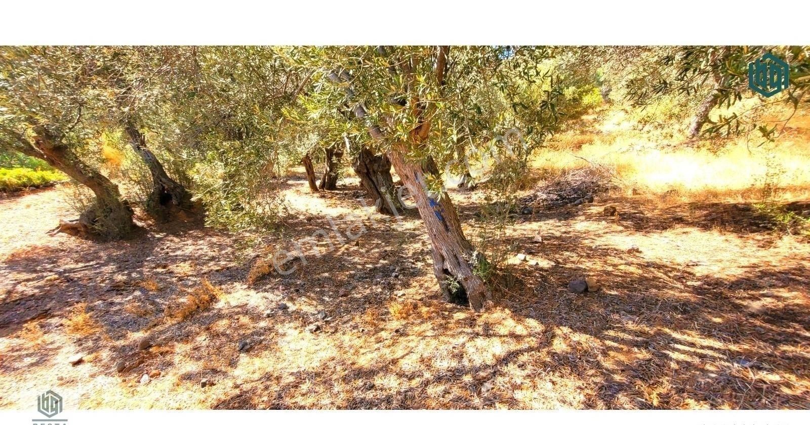 Acil Satılık Kozlu Köyünde Sahile 250mt 1172m2 Satılık Zeytinlik - Görsel 21