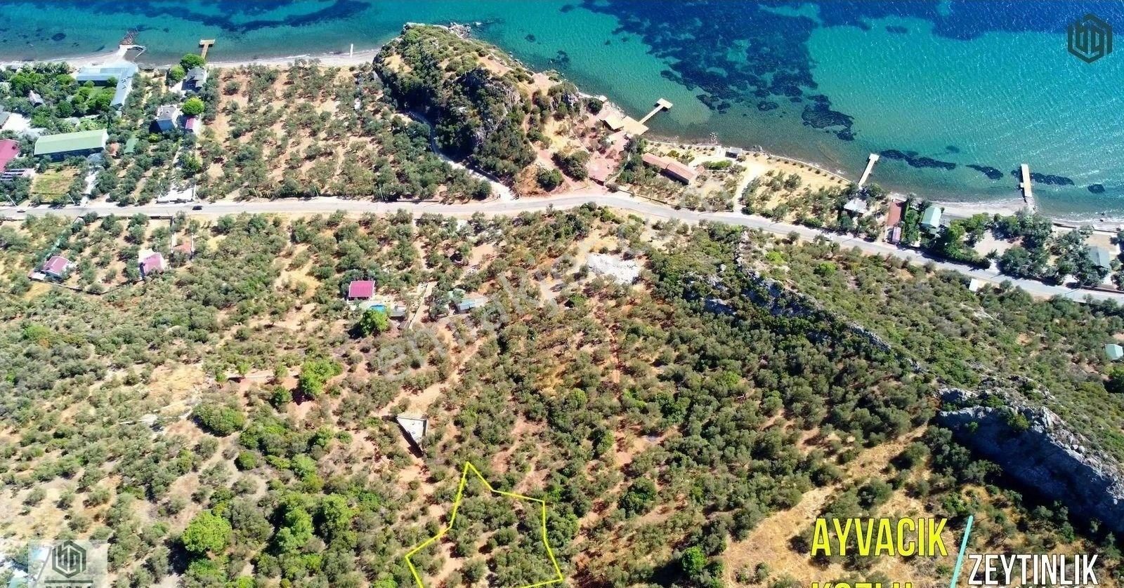 Acil Satılık Kozlu Köyünde Sahile 250mt 1172m2 Satılık Zeytinlik - Görsel 1