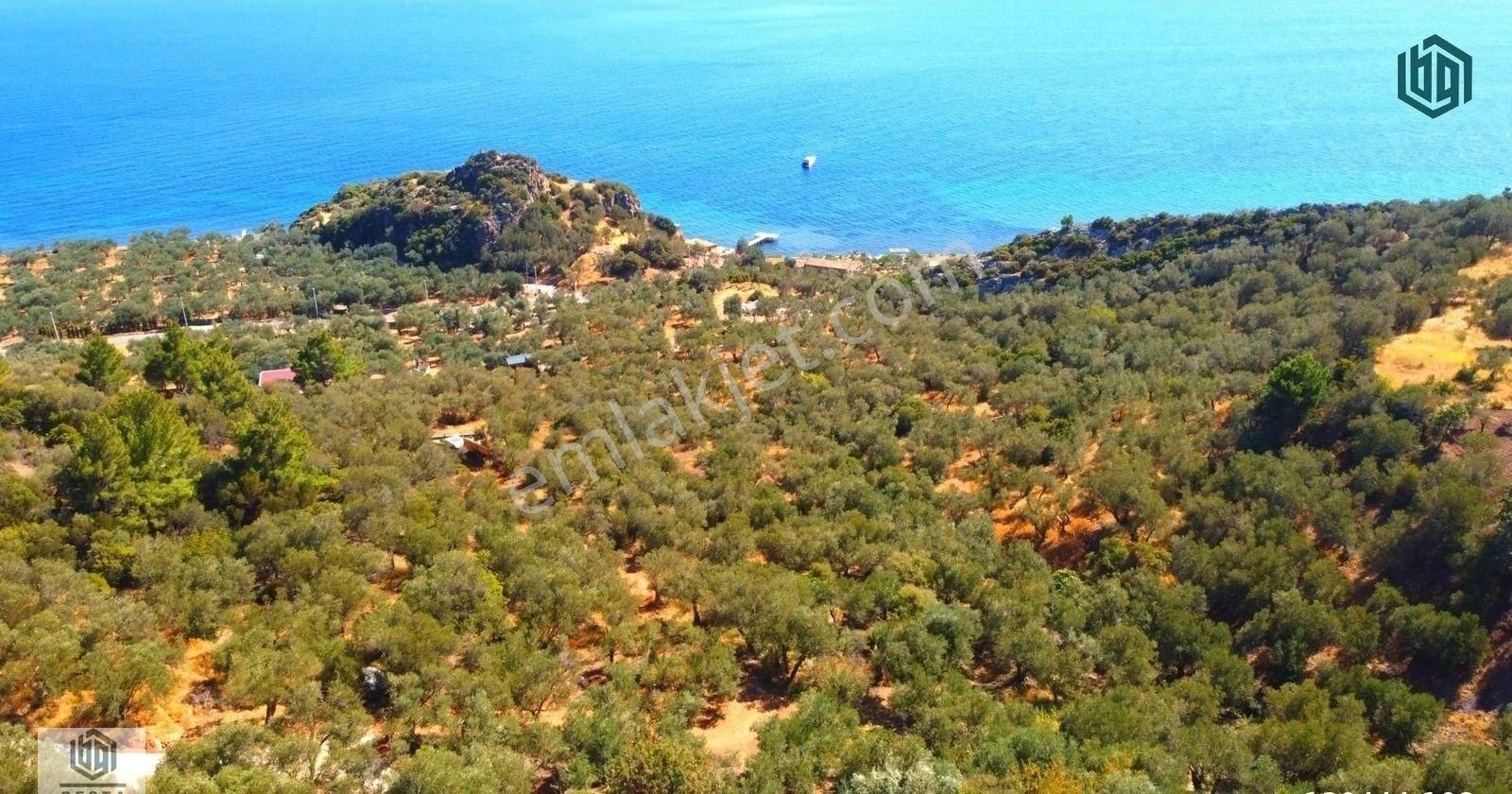 Acil Satılık Kozlu Köyünde Sahile 250mt 1172m2 Satılık Zeytinlik - Görsel 15