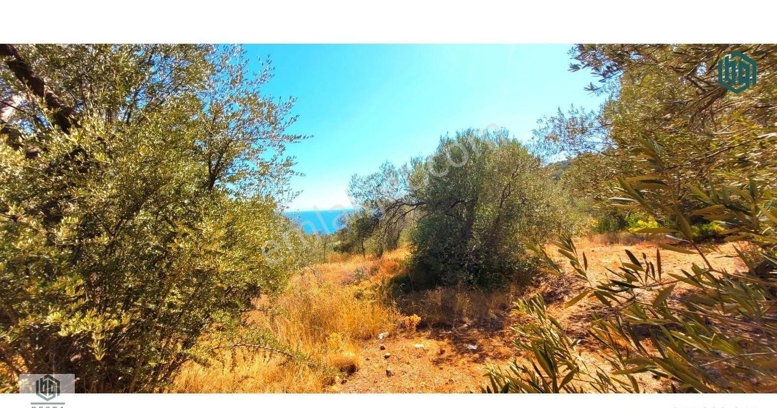 Acil Satılık Kozlu Köyünde Sahile 250mt 1172m2 Satılık Zeytinlik - Görsel 20