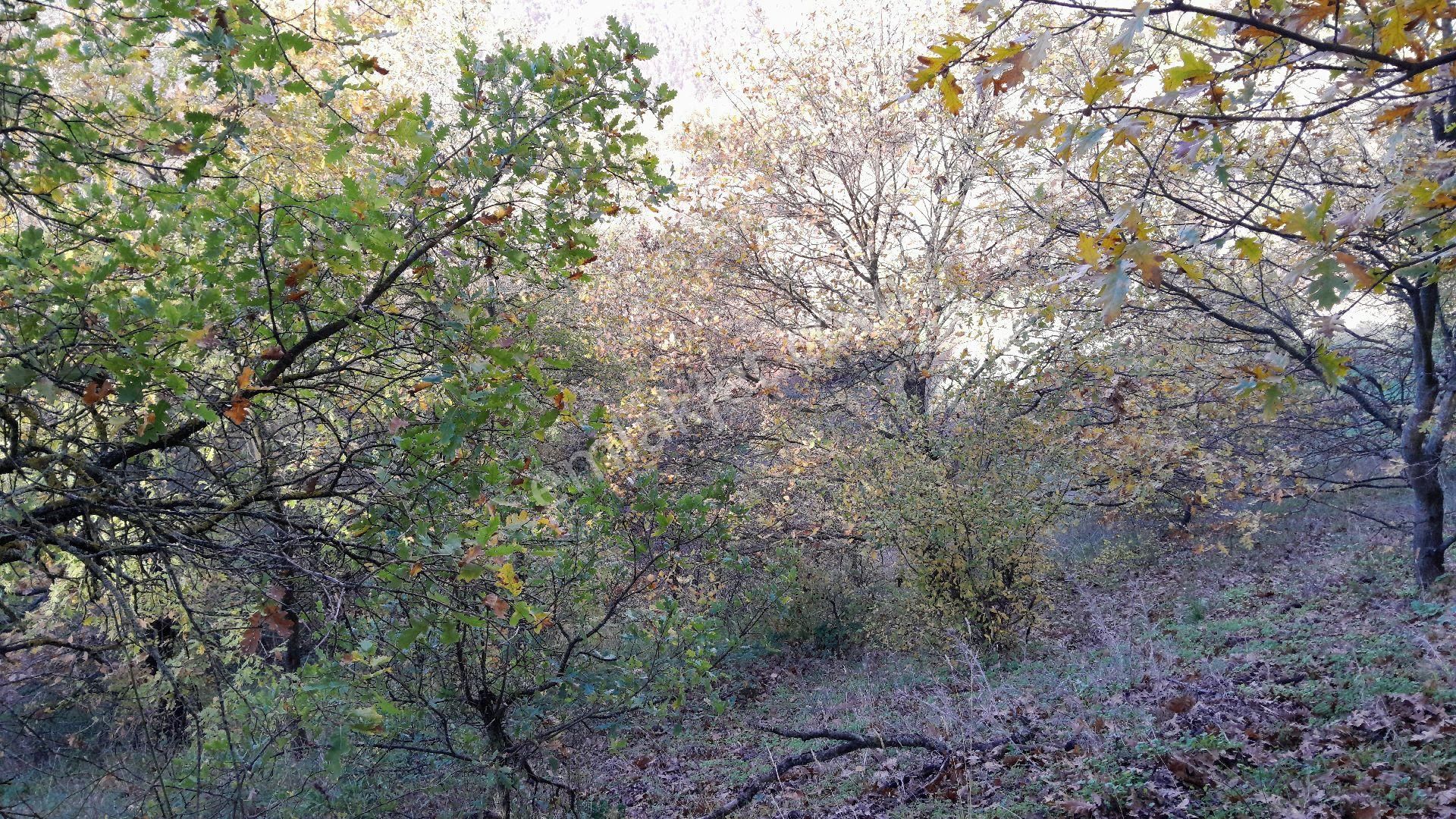 Orhangazi Mahmudiye Köyünde Asfalta Cephe 7.330 M2 Satılık Tarla - Görsel 33