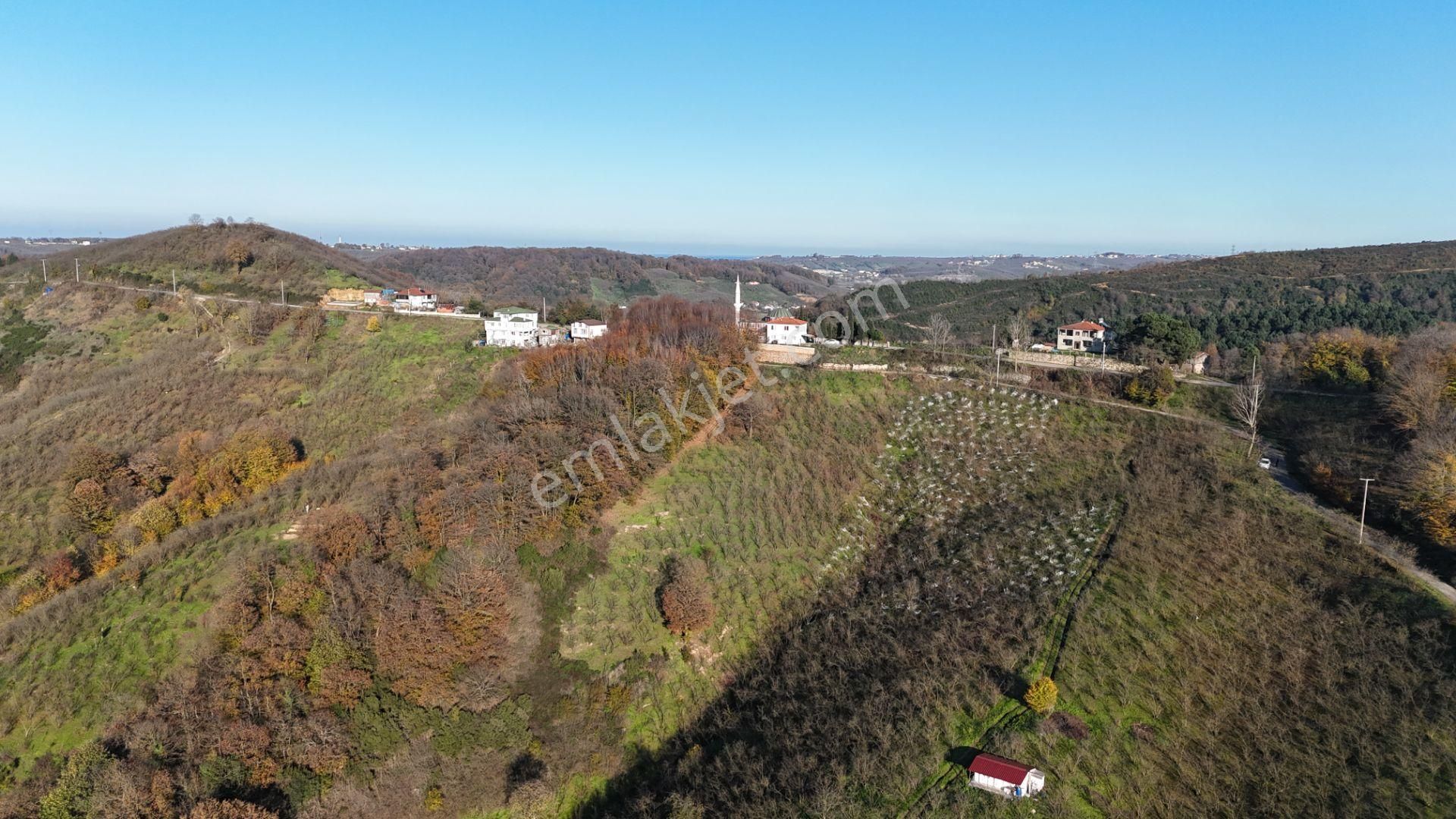 Re/max Makvi'den İmara Yakın Kadastral Yolu Olan Fındık Bahçesi - Görsel 17