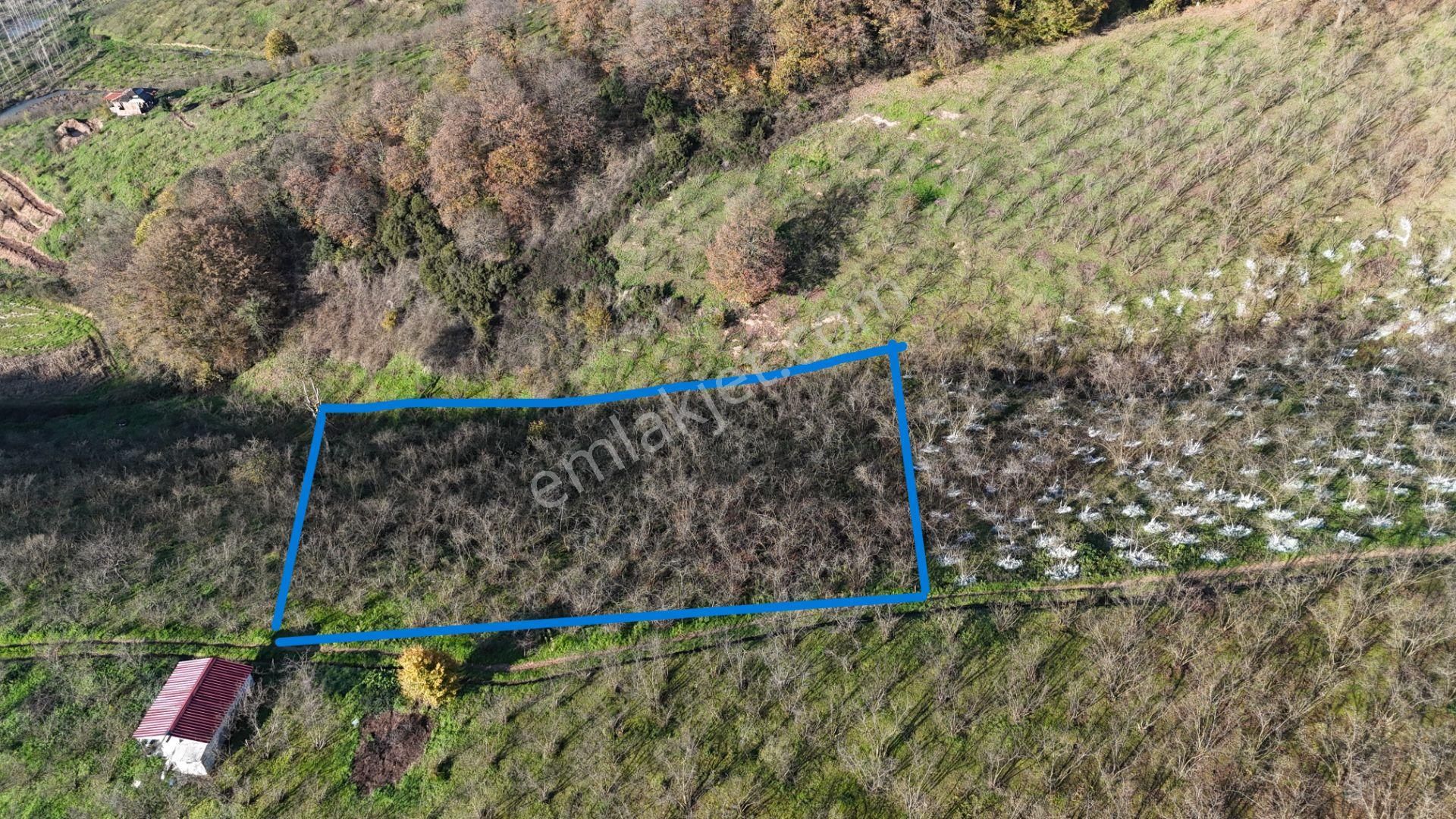 Re/max Makvi'den İmara Yakın Kadastral Yolu Olan Fındık Bahçesi - Görsel 22