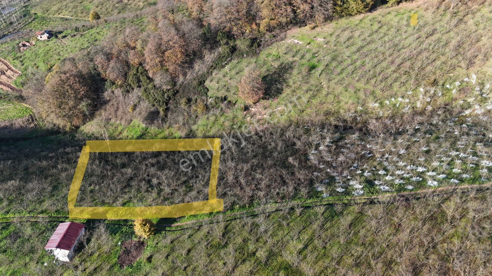 Re/max Makvi'den İmara Yakın Kadastral Yolu Olan Fındık Bahçesi - Görsel 21