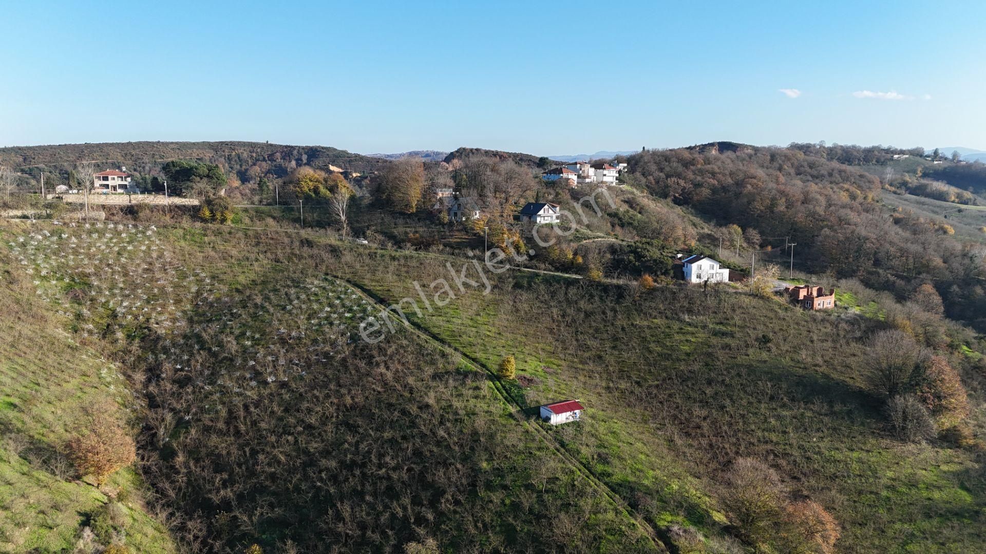 Re/max Makvi'den İmara Yakın Kadastral Yolu Olan Fındık Bahçesi - Görsel 14