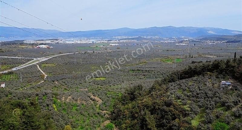 C21 Ewa'dan Gemlik Gençali Köyünde Deniz Manzaralı Zeytinlik !!! - Görsel 9
