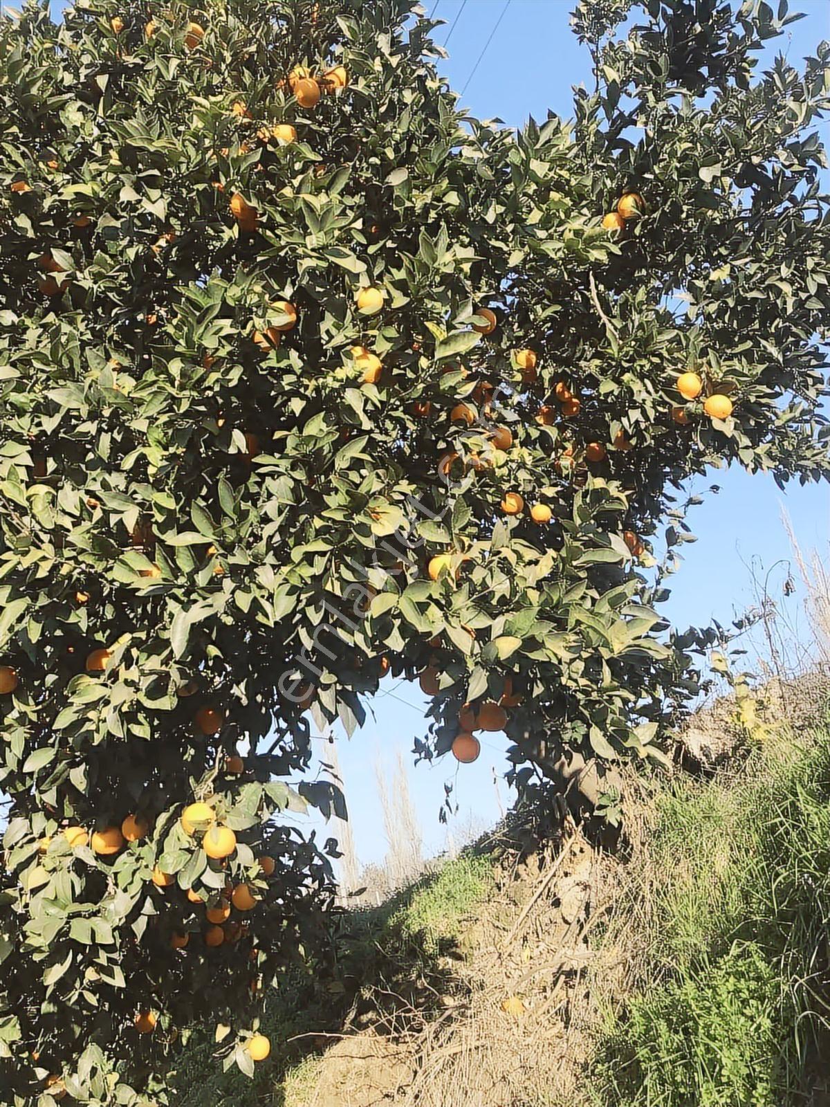 Yenipazar Yoluna Cepheli.dolmuş Otobüs Geçiyor .800 Mt . - Görsel 22
