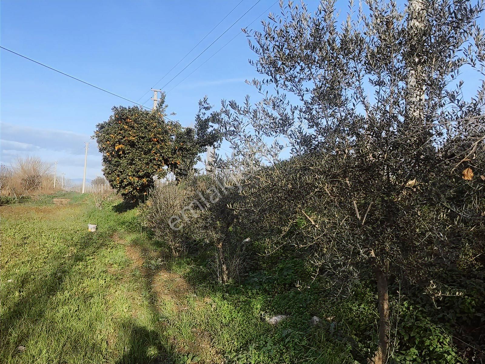 Yenipazar Yoluna Cepheli.dolmuş Otobüs Geçiyor .800 Mt . - Görsel 23