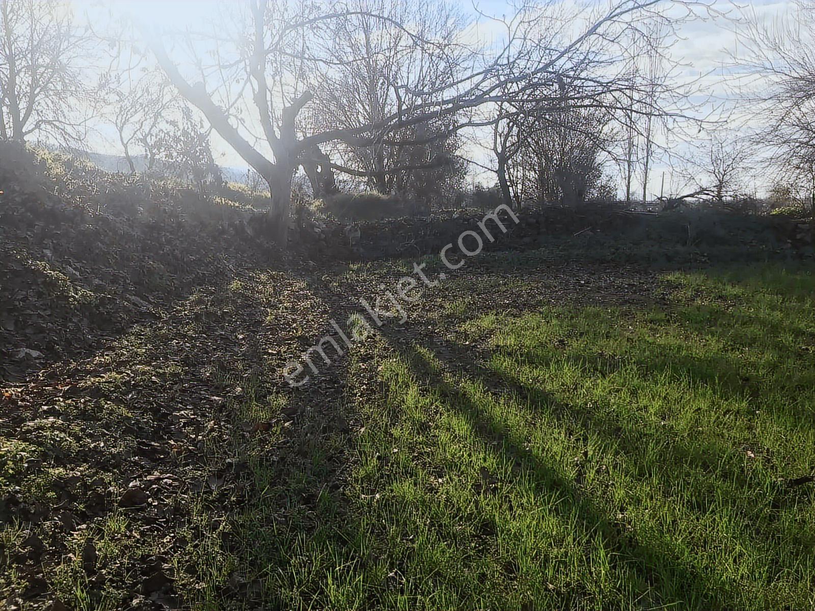 Yenipazar Yoluna Cepheli.dolmuş Otobüs Geçiyor .800 Mt . - Görsel 6