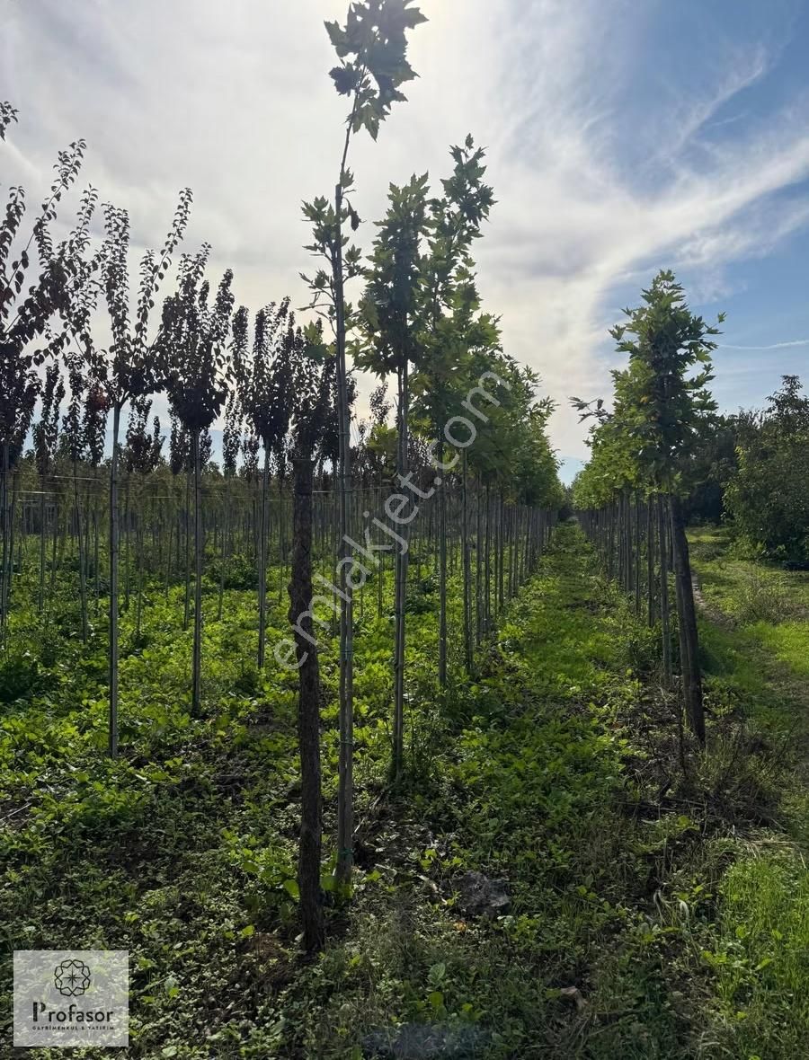 Profasor *dan Yeniceabat*ta Yatırımlık 2321m2 Tarla - Görsel 3