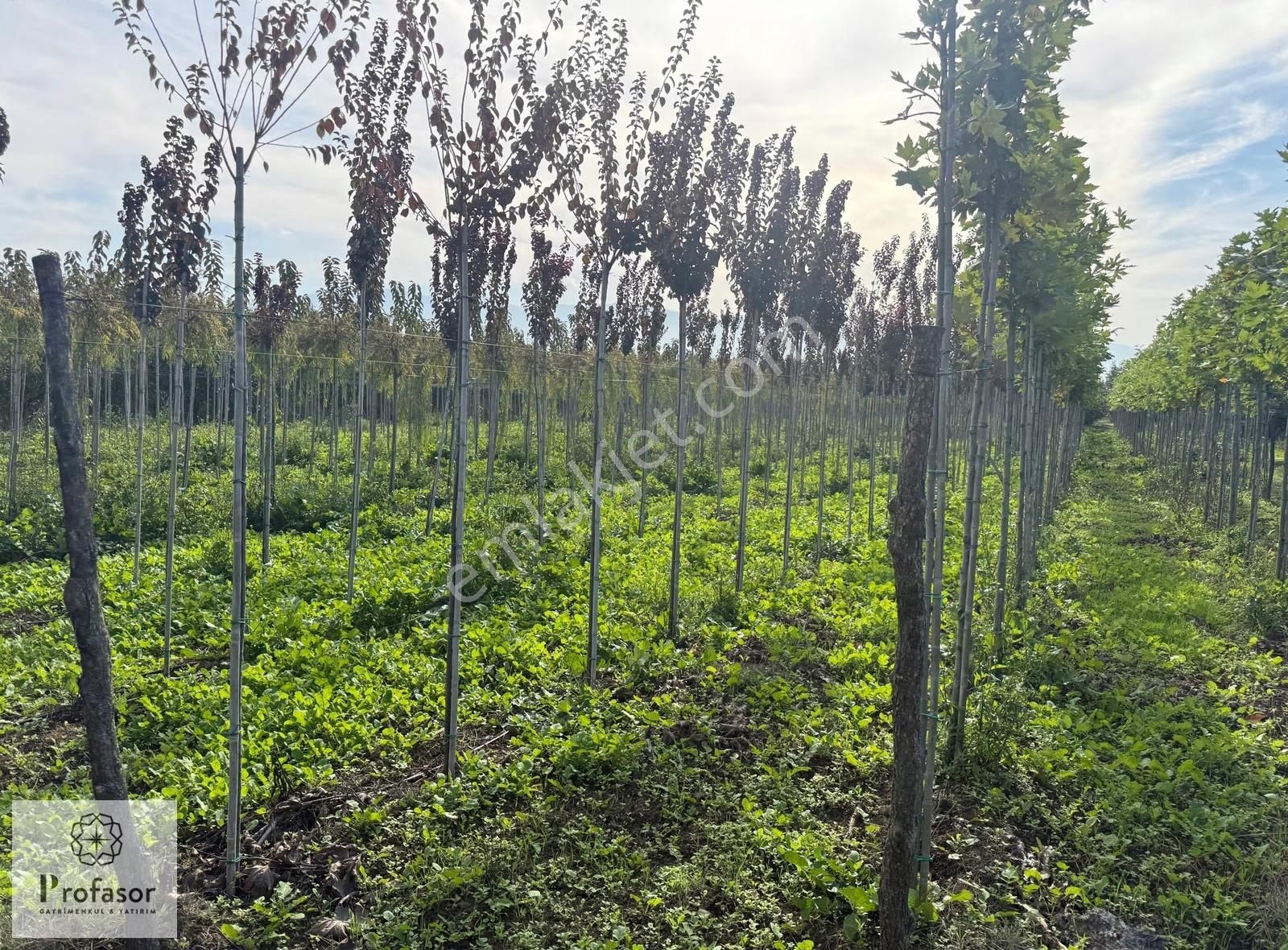 Profasor *dan Yeniceabat*ta Yatırımlık 2321m2 Tarla