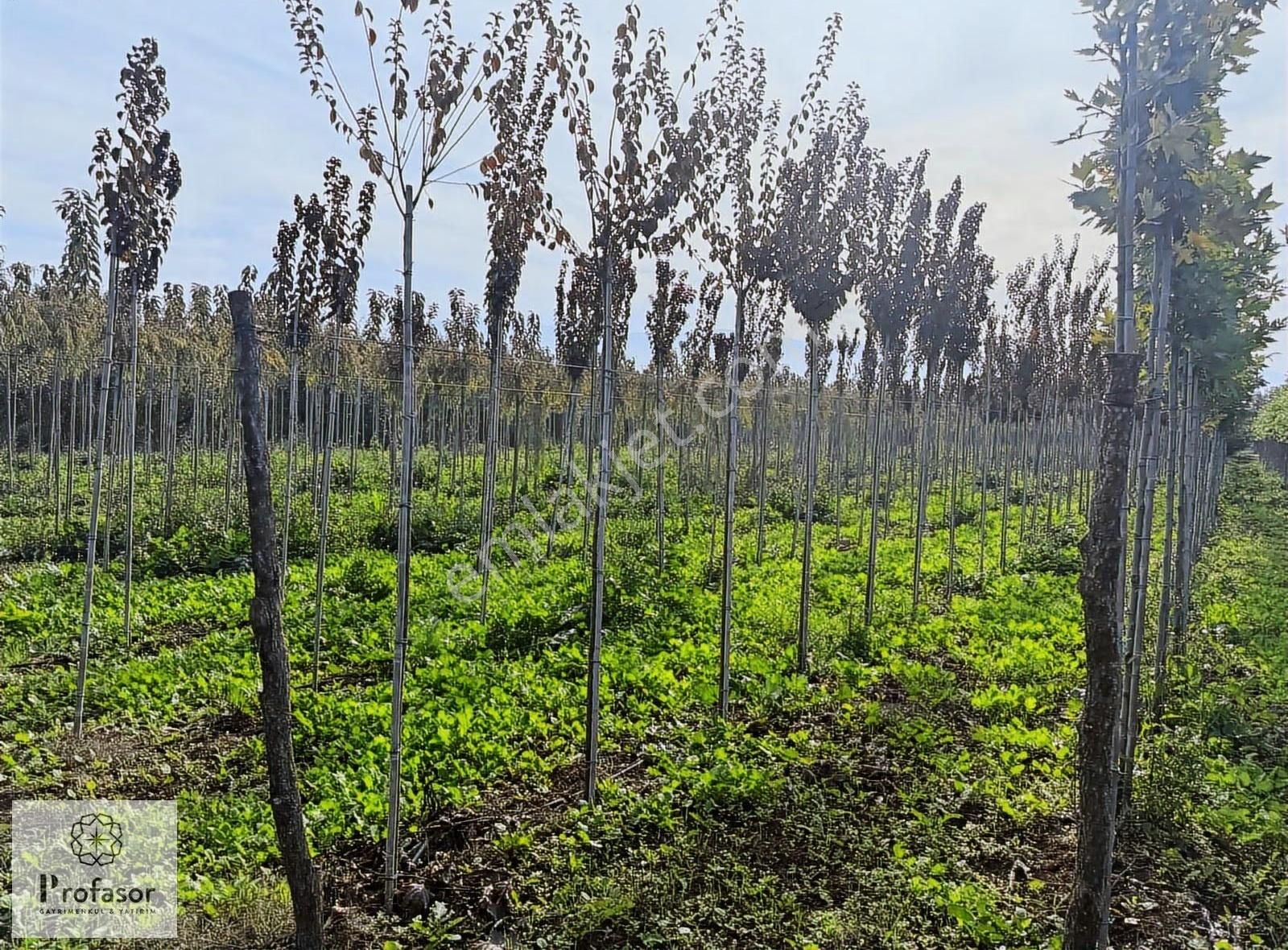 Profasor *dan Yeniceabat*ta Yatırımlık 2321m2 Tarla - Görsel 5