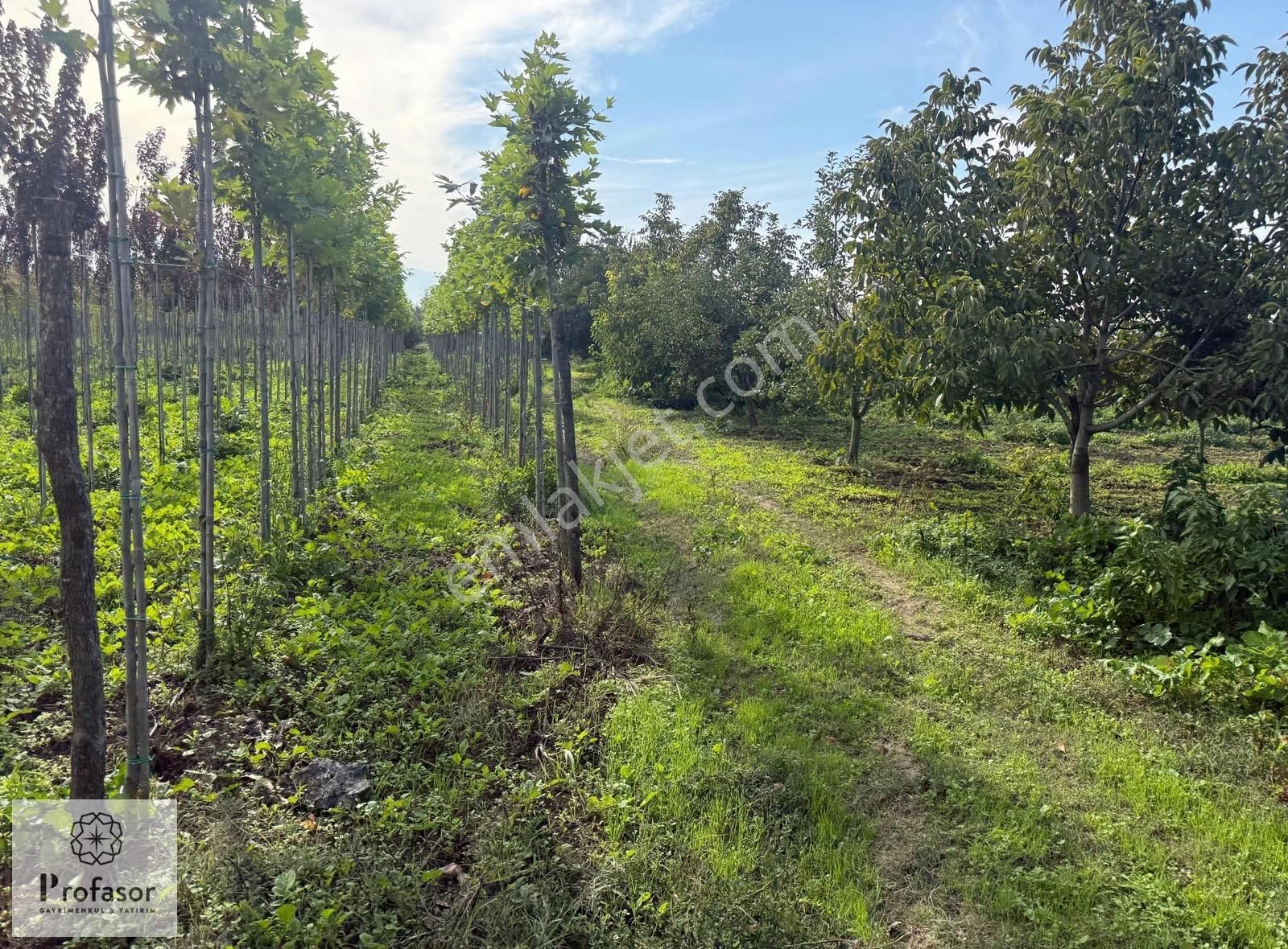 Profasor *dan Yeniceabat*ta Yatırımlık 2321m2 Tarla - Görsel 4