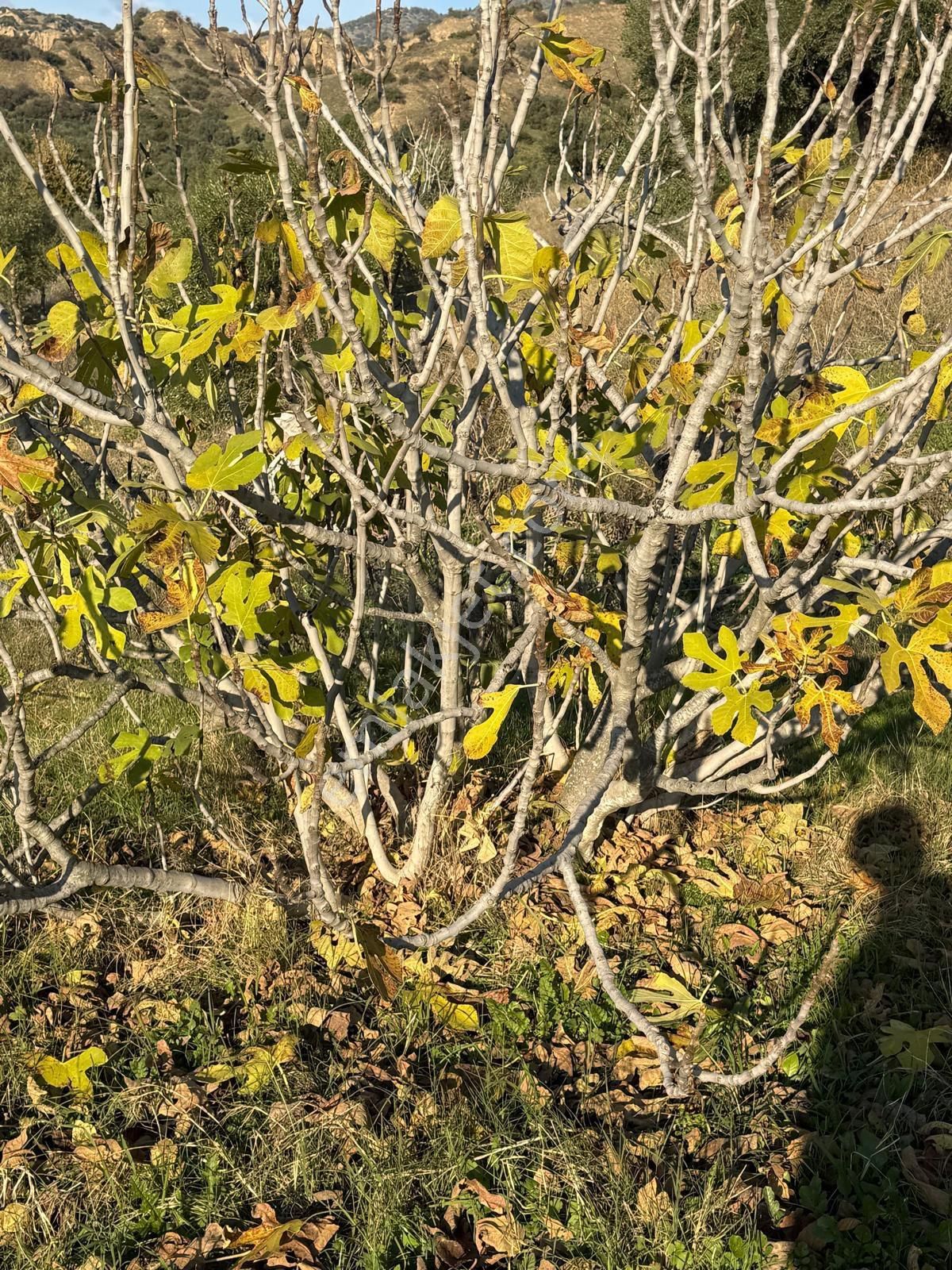 Aydın Nazilli Kestel Mahallesi – 2.200 M² İçinde Ev Bulunan Satılık Bahçe 2.500.000🔥🔥🔥 - Görsel 28