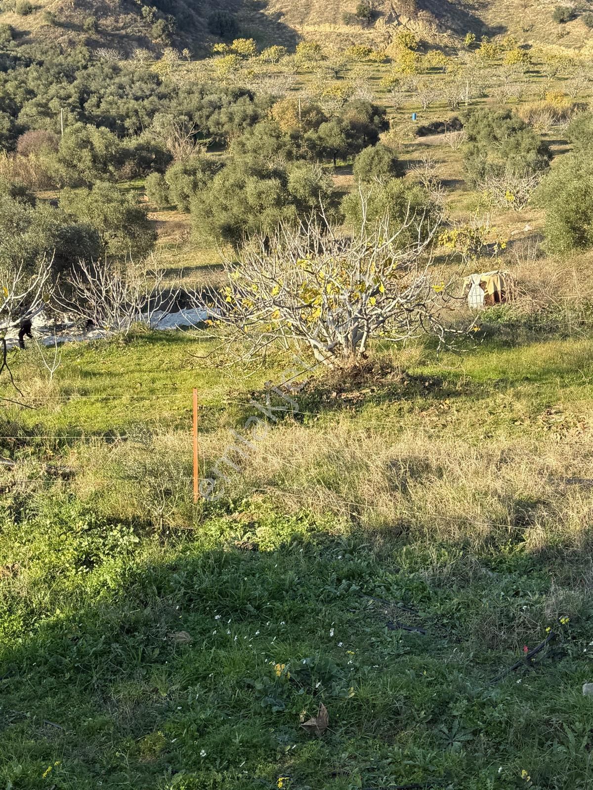 Aydın Nazilli Kestel Mahallesi – 2.200 M² İçinde Ev Bulunan Satılık Bahçe 2.500.000🔥🔥🔥 - Görsel 23