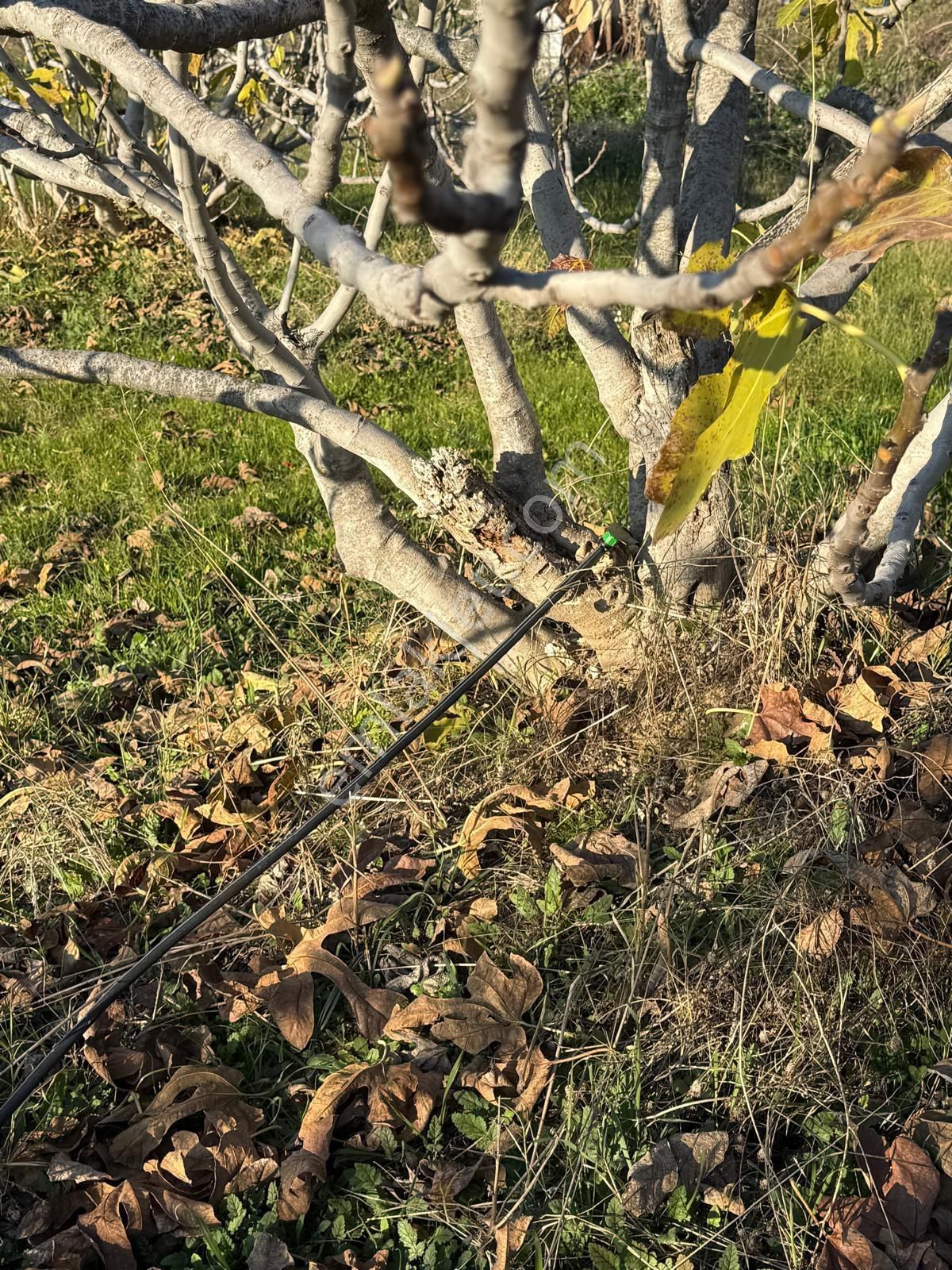 Aydın Nazilli Kestel Mahallesi – 2.200 M² İçinde Ev Bulunan Satılık Bahçe 2.500.000🔥🔥🔥 - Görsel 29