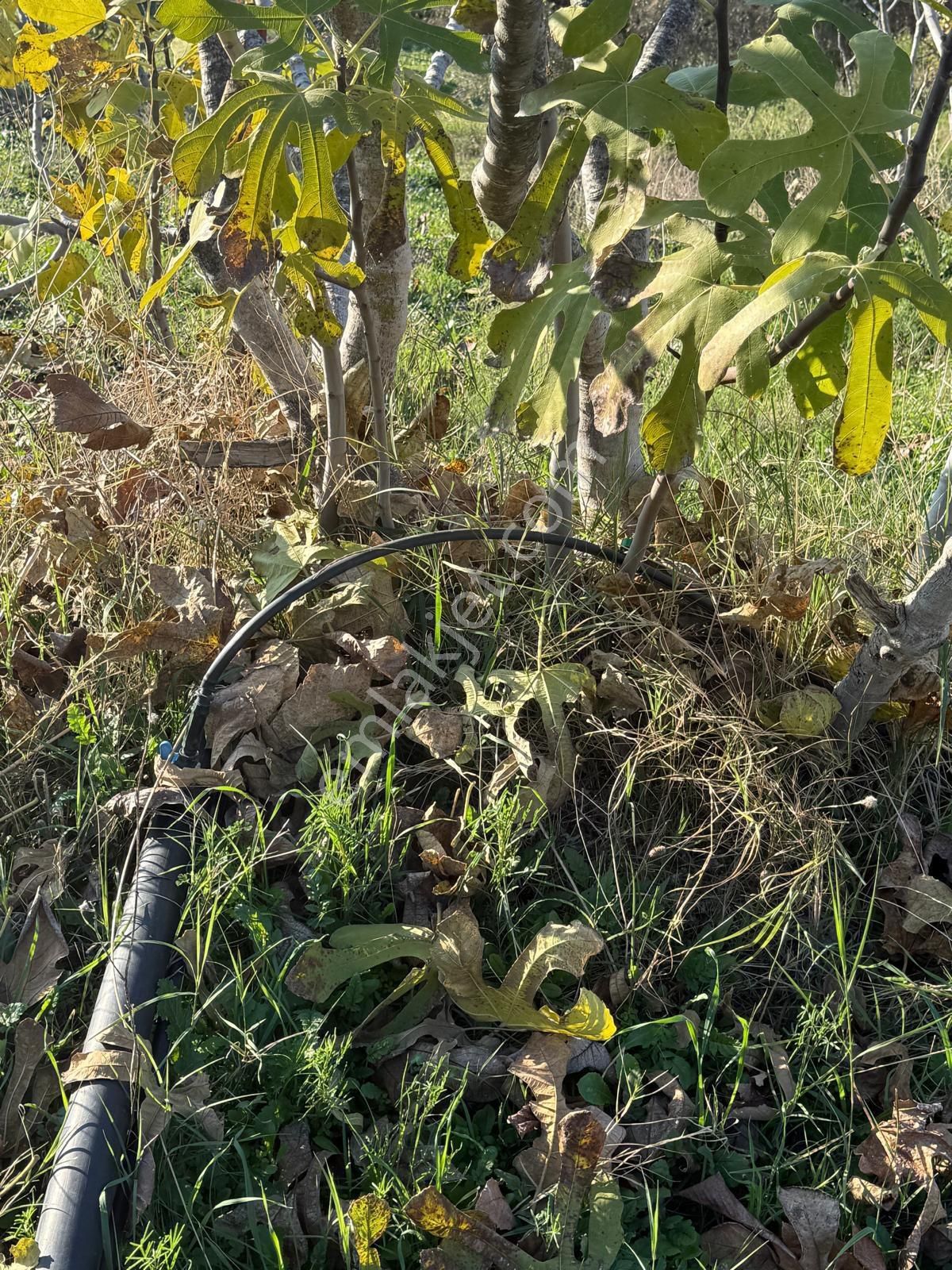 Aydın Nazilli Kestel Mahallesi – 2.200 M² İçinde Ev Bulunan Satılık Bahçe 2.500.000🔥🔥🔥 - Görsel 21