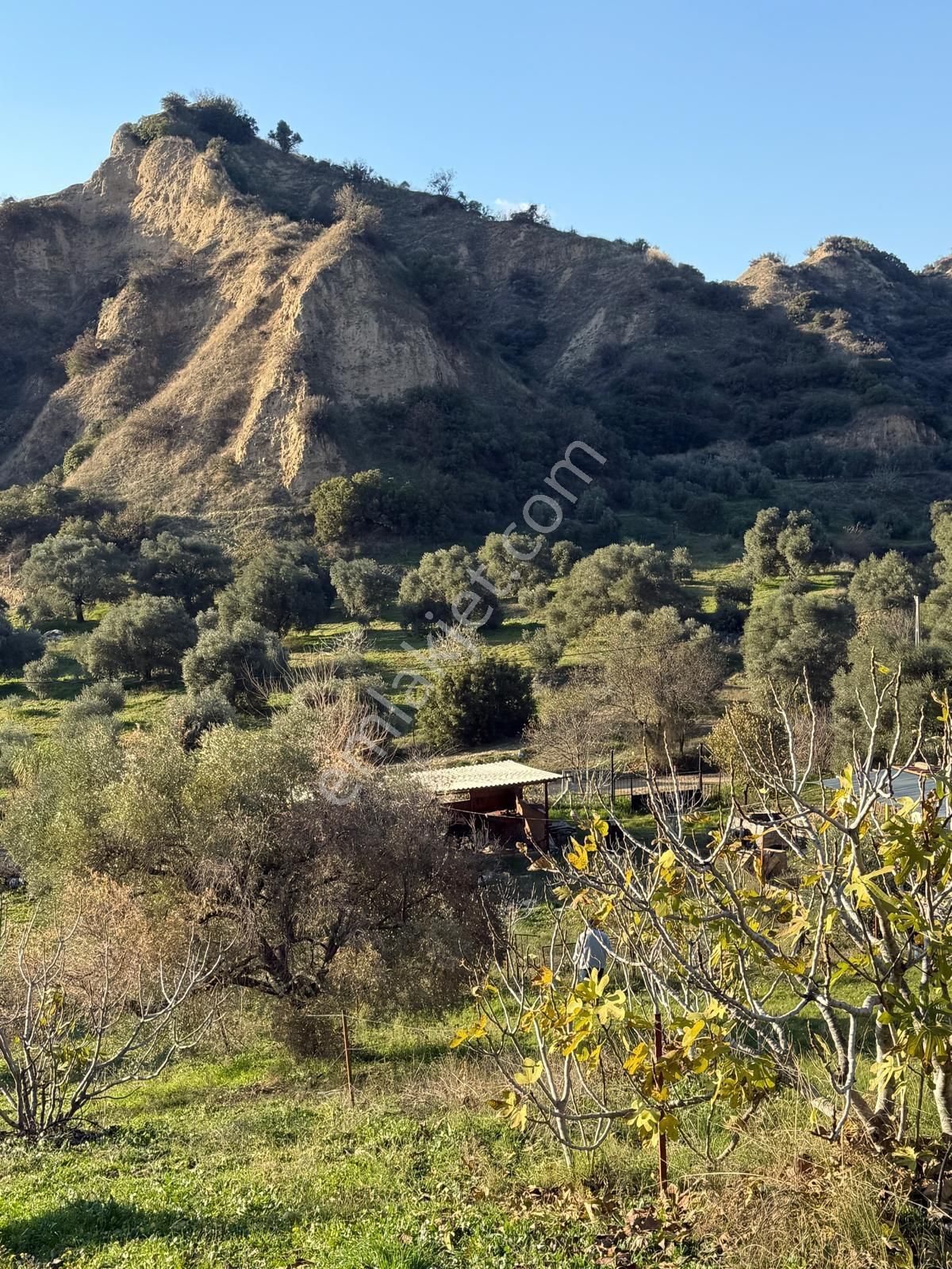 Aydın Nazilli Kestel Mahallesi – 2.200 M² İçinde Ev Bulunan Satılık Bahçe 2.500.000🔥🔥🔥 - Görsel 27