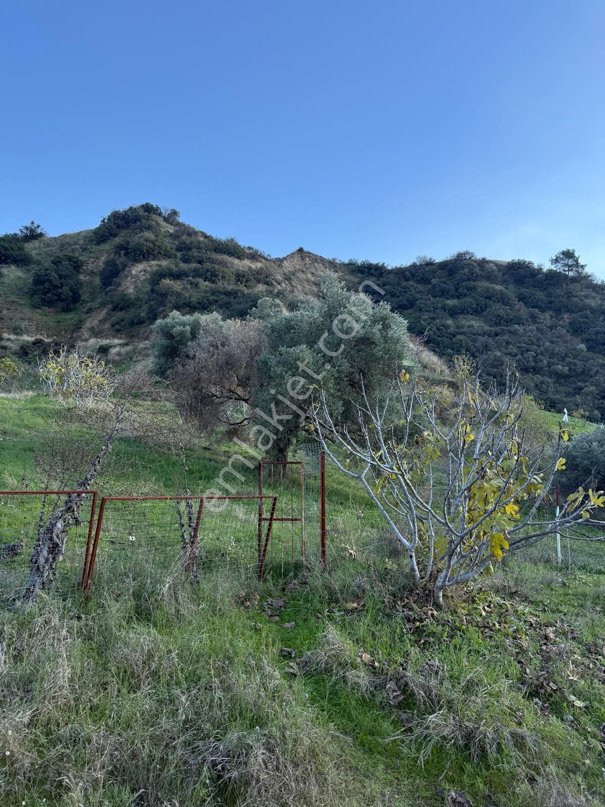 Aydın Nazilli Kestel Mahallesi – 2.200 M² İçinde Ev Bulunan Satılık Bahçe 2.500.000🔥🔥🔥 - Görsel 4