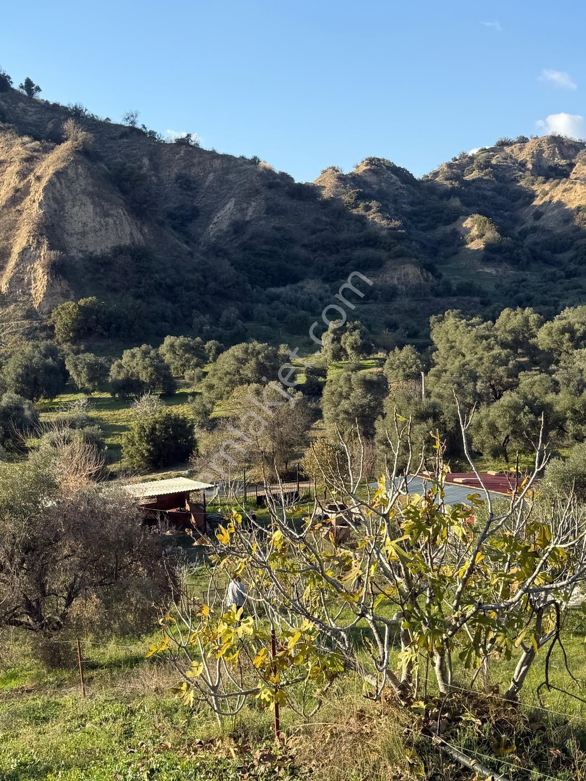 Aydın Nazilli Kestel Mahallesi – 2.200 M² İçinde Ev Bulunan Satılık Bahçe 2.500.000🔥🔥🔥 - Görsel 22