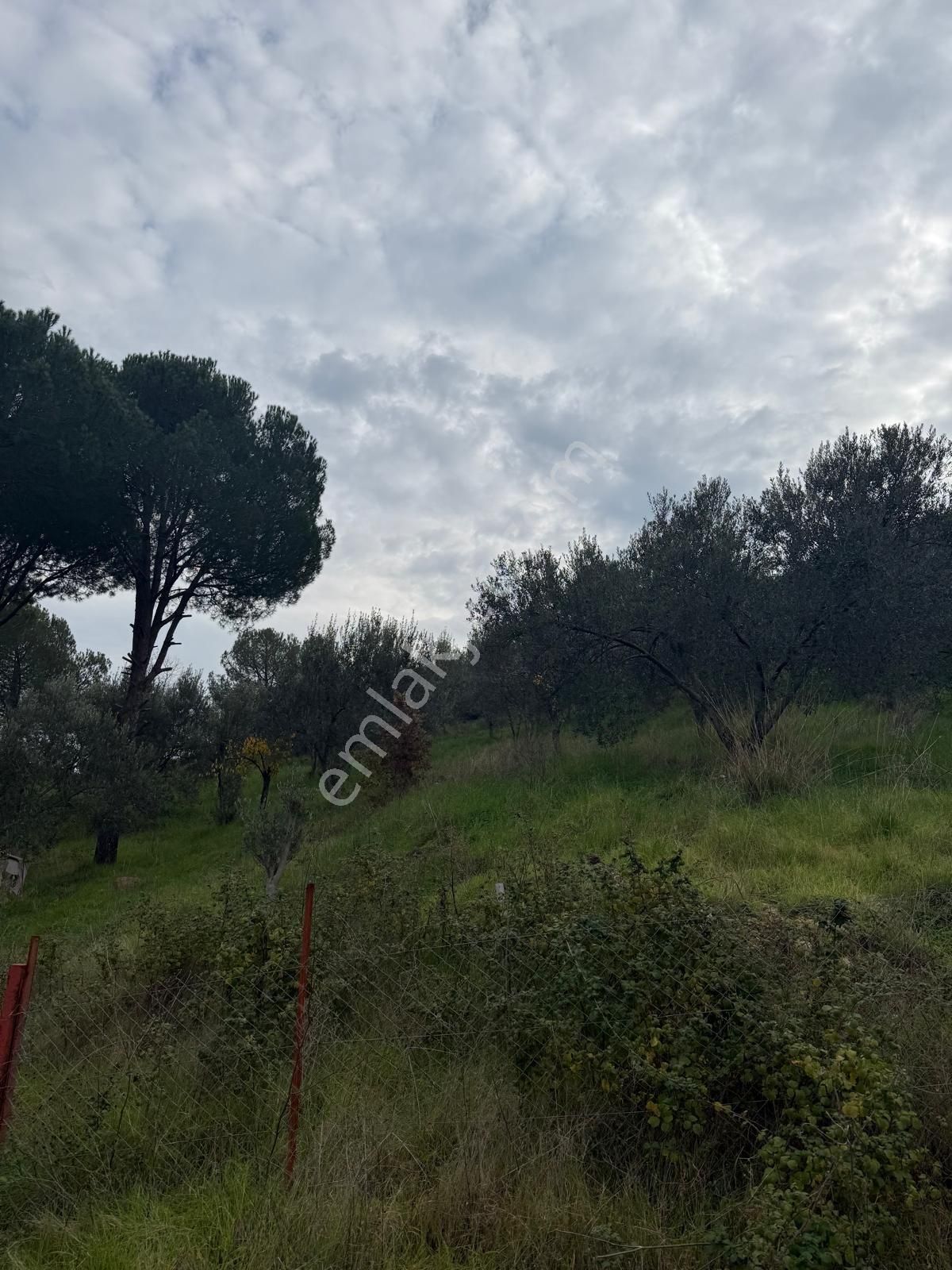 Saadet Korkmaz Emlak'tan Dikili Esentepe'de Yola Cepheli Satılık 8 Dönüm Tarla - Görsel 7