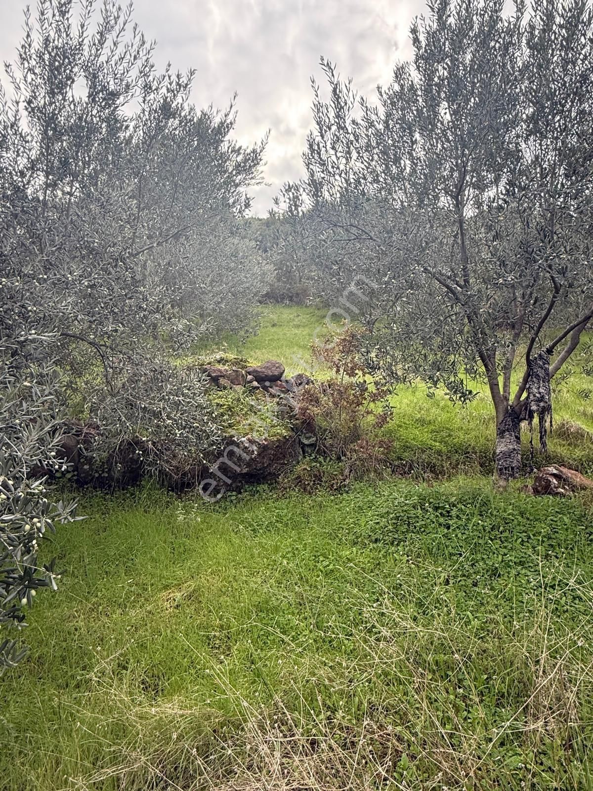 Saadet Korkmaz Emlak'tan Dikili Esentepe'de Yola Cepheli Satılık 8 Dönüm Tarla - Görsel 28