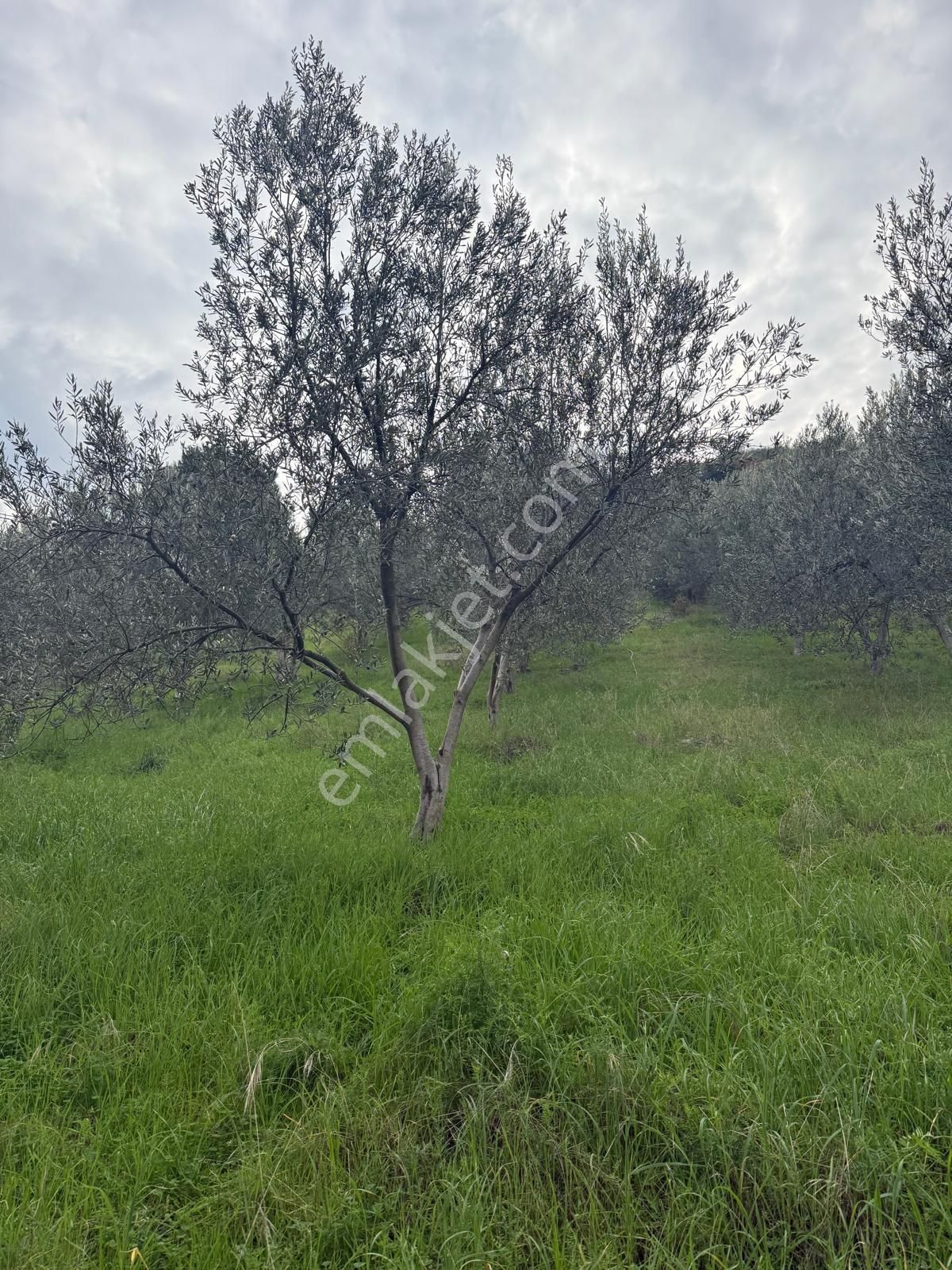 Saadet Korkmaz Emlak'tan Dikili Esentepe'de Yola Cepheli Satılık 8 Dönüm Tarla - Görsel 16