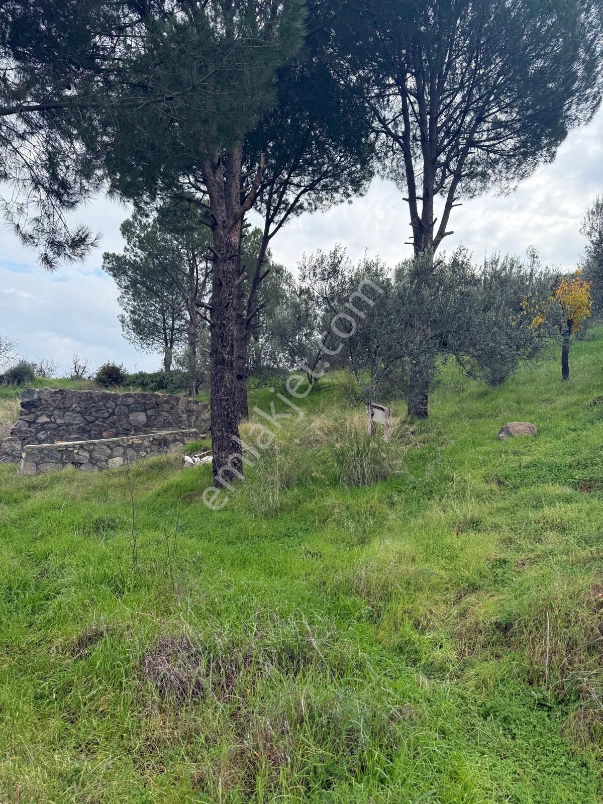 Saadet Korkmaz Emlak'tan Dikili Esentepe'de Yola Cepheli Satılık 8 Dönüm Tarla - Görsel 11