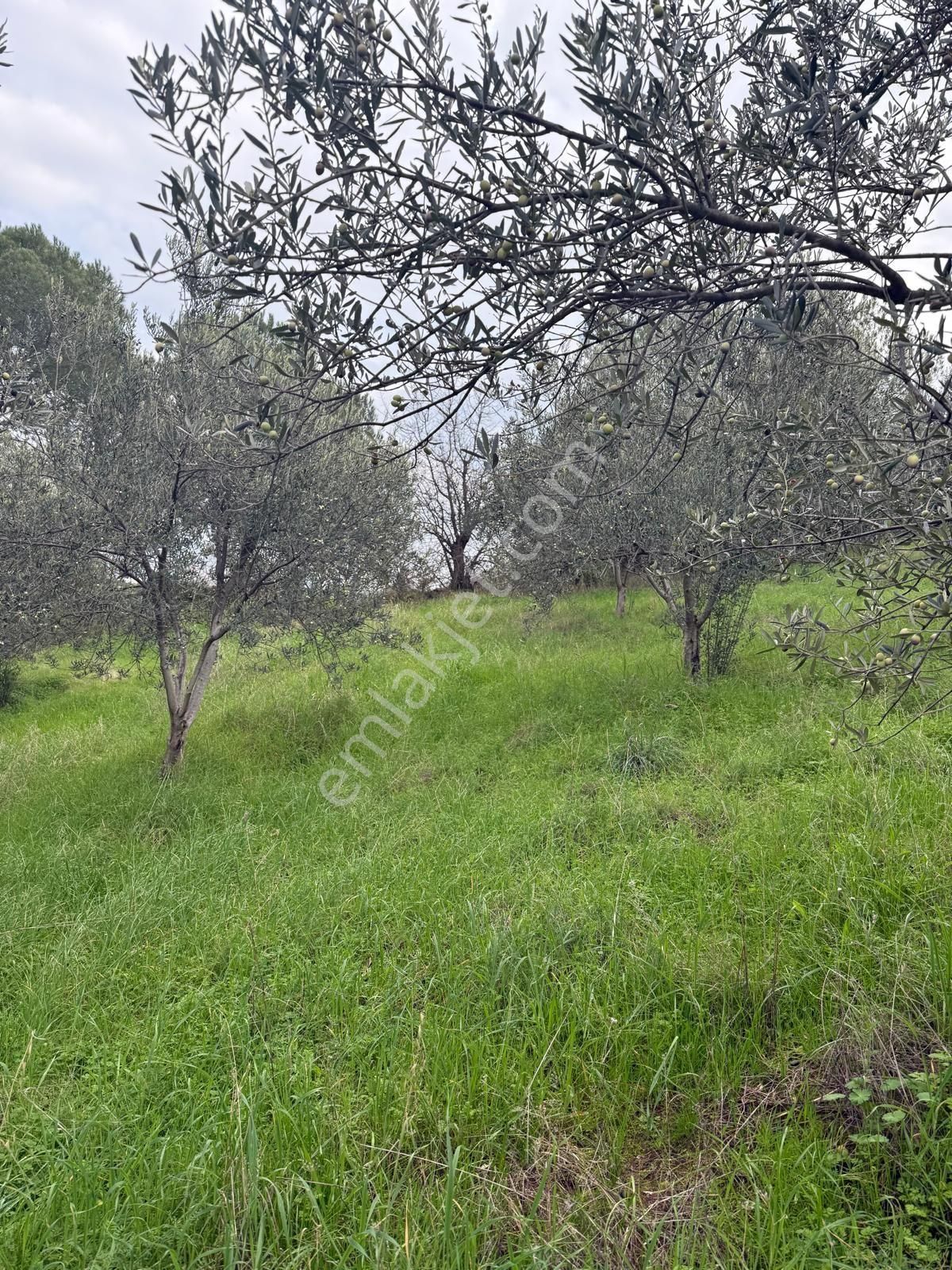 Saadet Korkmaz Emlak'tan Dikili Esentepe'de Yola Cepheli Satılık 8 Dönüm Tarla - Görsel 22