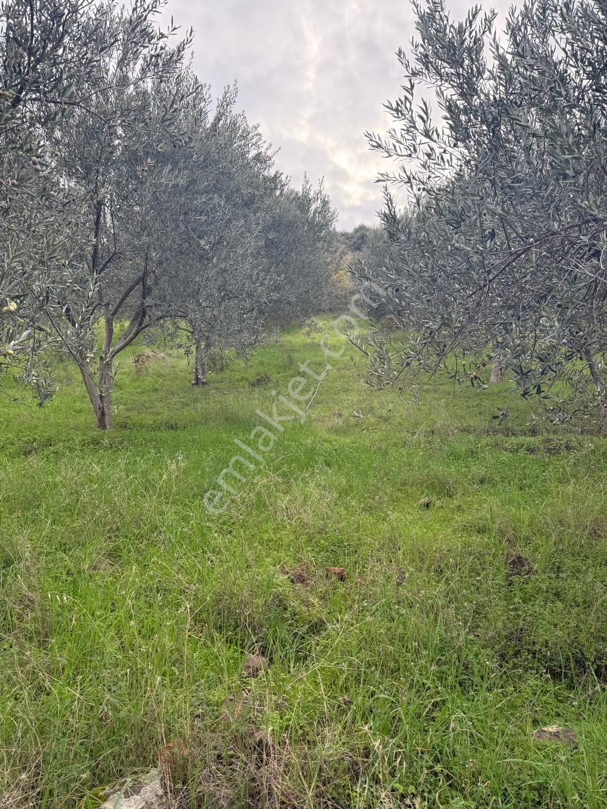 Saadet Korkmaz Emlak'tan Dikili Esentepe'de Yola Cepheli Satılık 8 Dönüm Tarla - Görsel 21