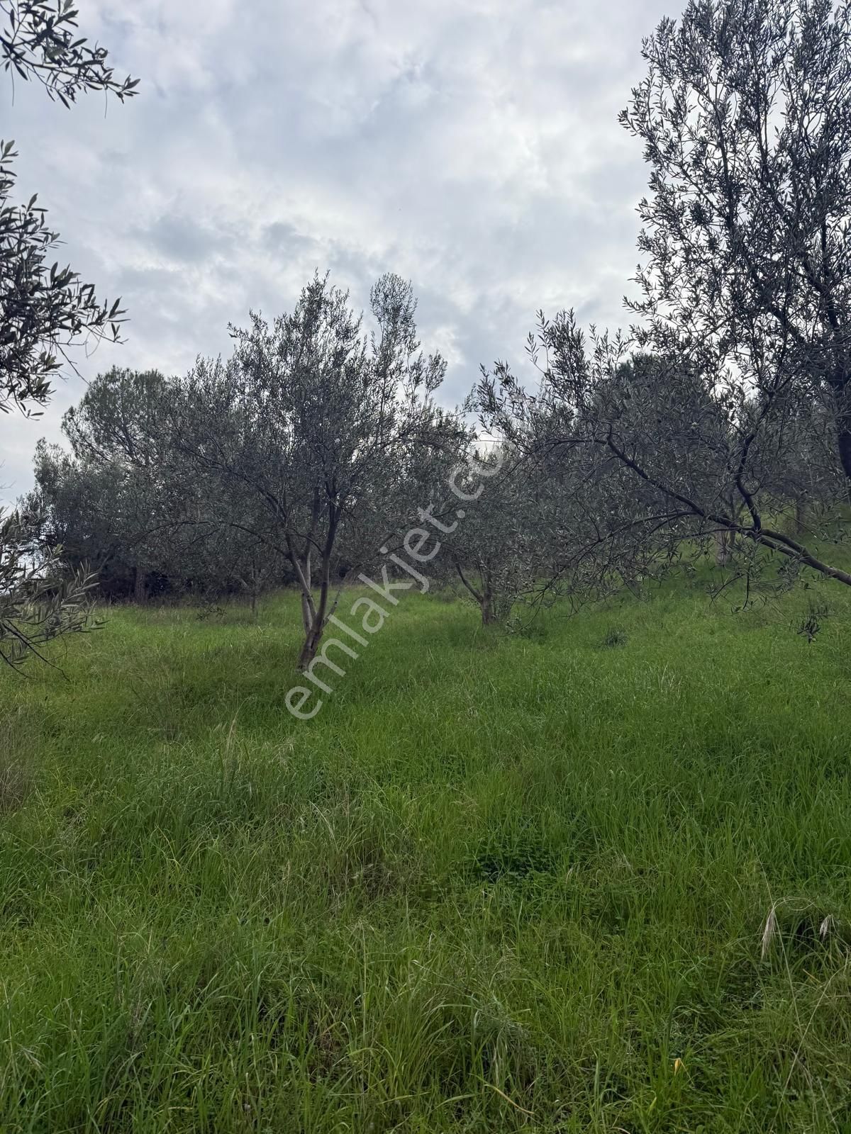 Saadet Korkmaz Emlak'tan Dikili Esentepe'de Yola Cepheli Satılık 8 Dönüm Tarla - Görsel 17