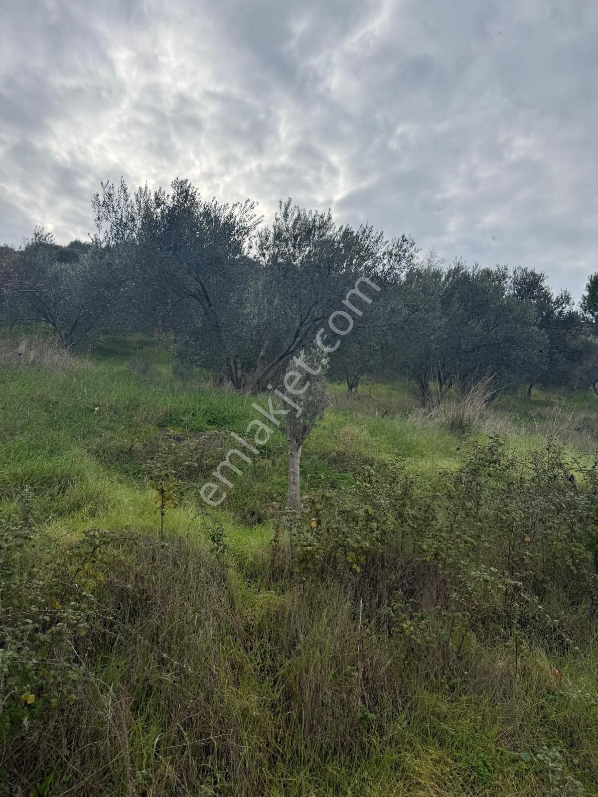 Saadet Korkmaz Emlak'tan Dikili Esentepe'de Yola Cepheli Satılık 8 Dönüm Tarla - Görsel 10