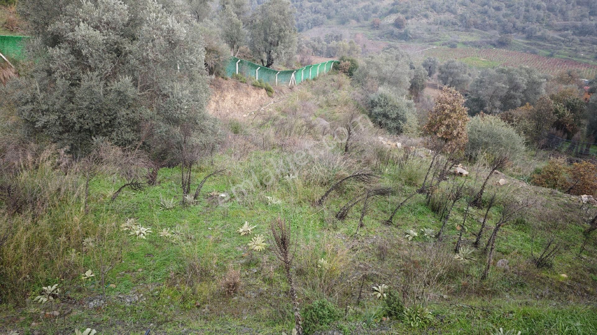 Seferihisar Gödence Mh Satılık Zeytin Ağaçlı Yarla - Görsel 35