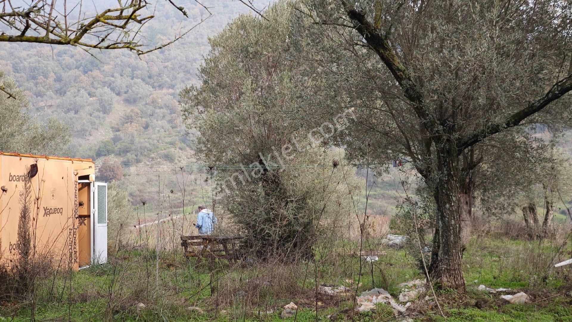 Seferihisar Gödence Mh Satılık Zeytin Ağaçlı Yarla - Görsel 27