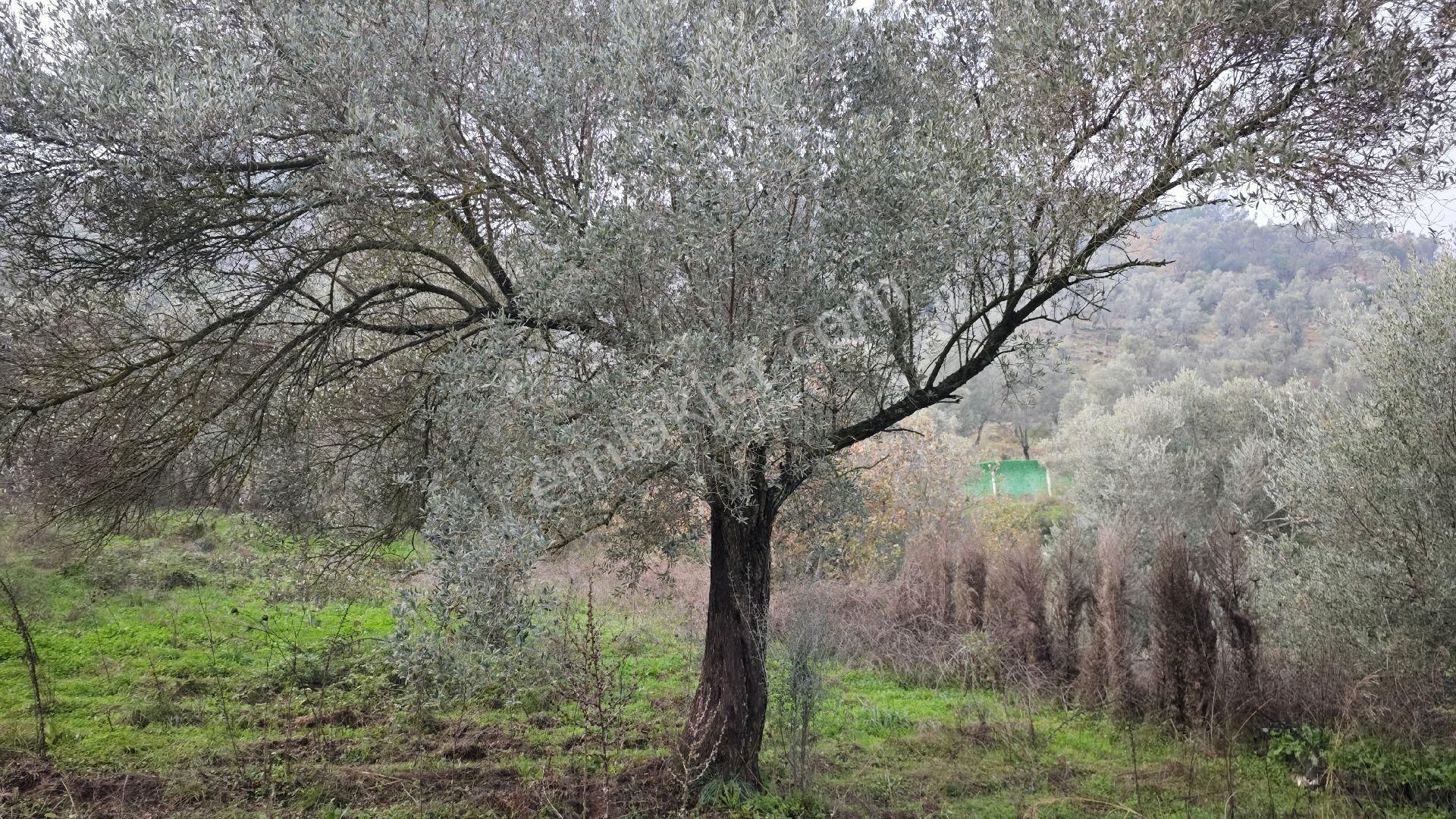 Seferihisar Gödence Mh Satılık Zeytin Ağaçlı Yarla - Görsel 16