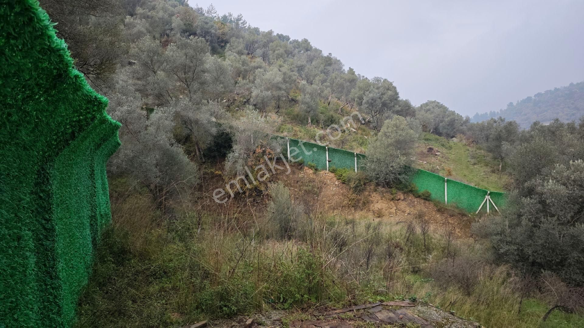 Seferihisar Gödence Mh Satılık Zeytin Ağaçlı Yarla - Görsel 21
