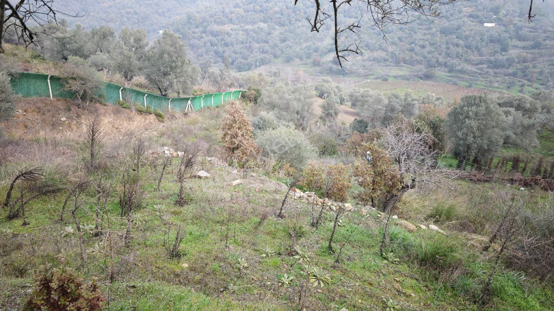 Seferihisar Gödence Mh Satılık Zeytin Ağaçlı Yarla - Görsel 32