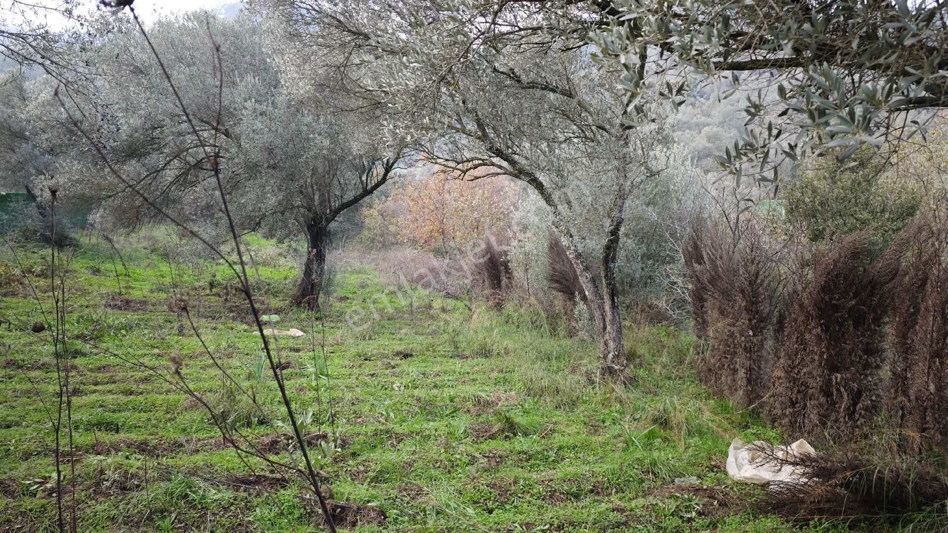 Seferihisar Gödence Mh Satılık Zeytin Ağaçlı Yarla - Görsel 14