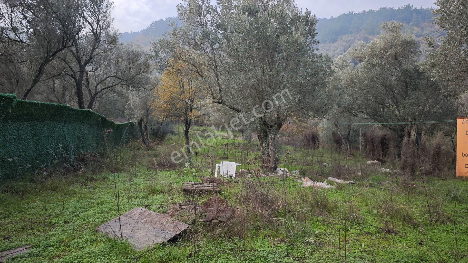 Seferihisar Gödence Mh Satılık Zeytin Ağaçlı Yarla - Görsel 10