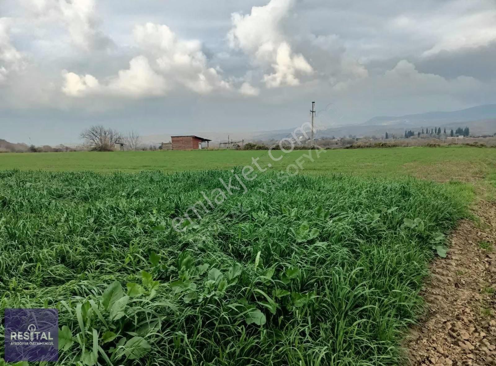 M.kemalpaşa Melik 3.162m2 Hobi Bahçesi - Görsel 7