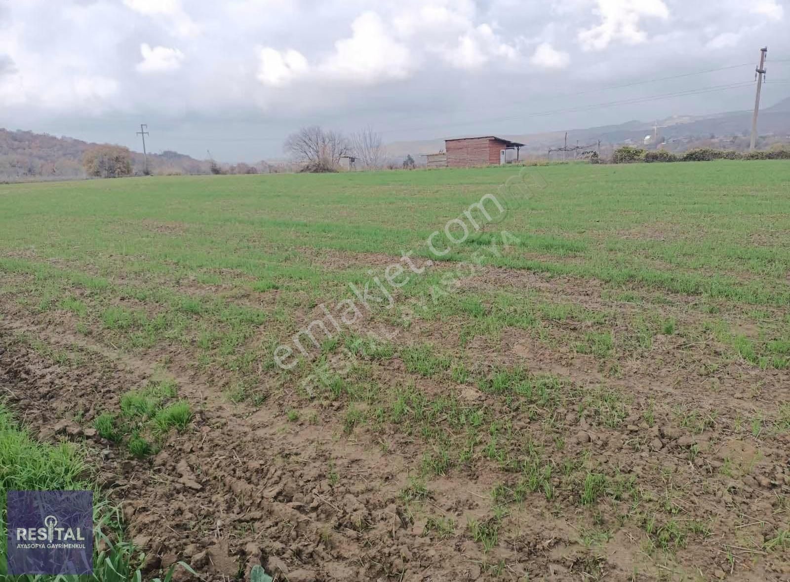 M.kemalpaşa Melik 3.162m2 Hobi Bahçesi - Görsel 11